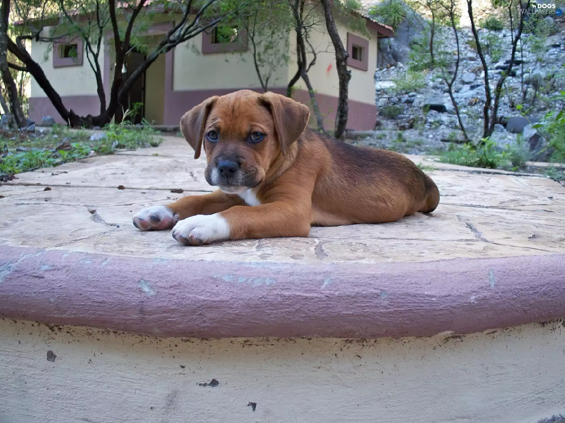 House, puppie, before