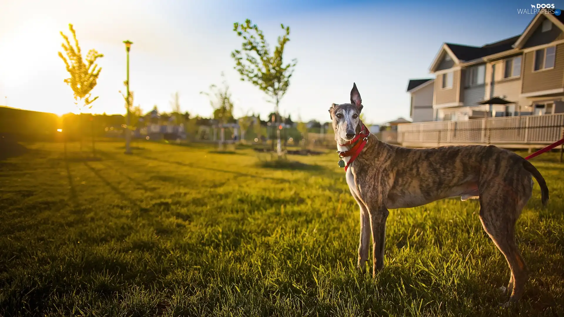 grass, house, dog