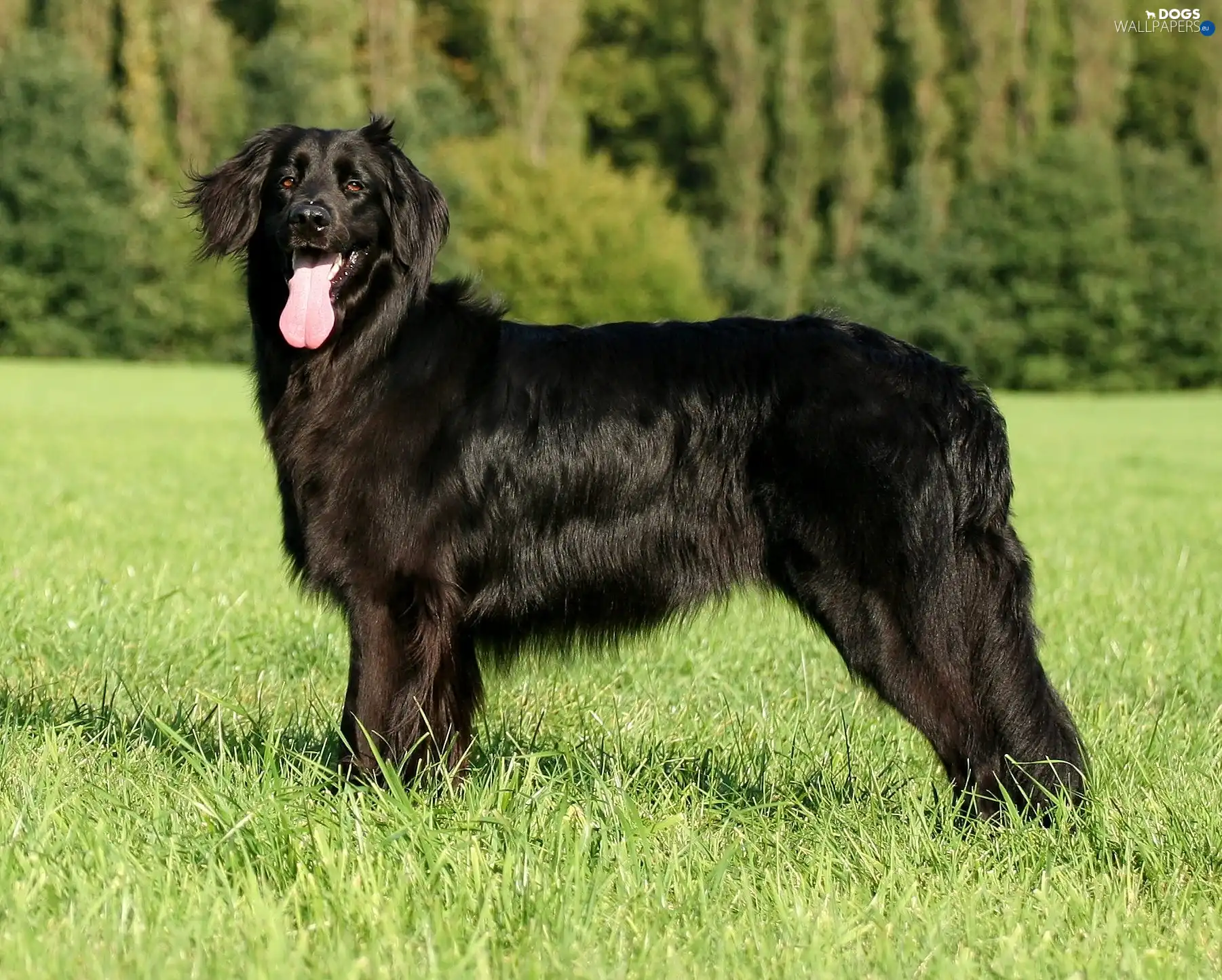 Hovawart, Black