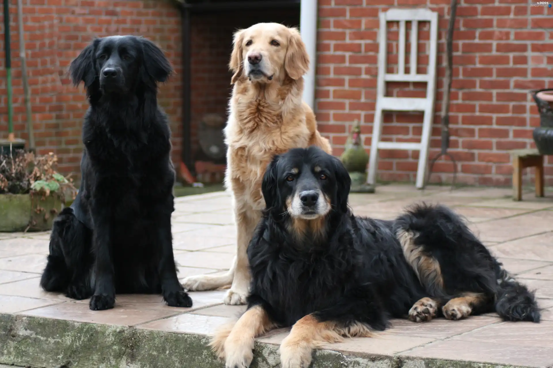 Hovawarty, Three