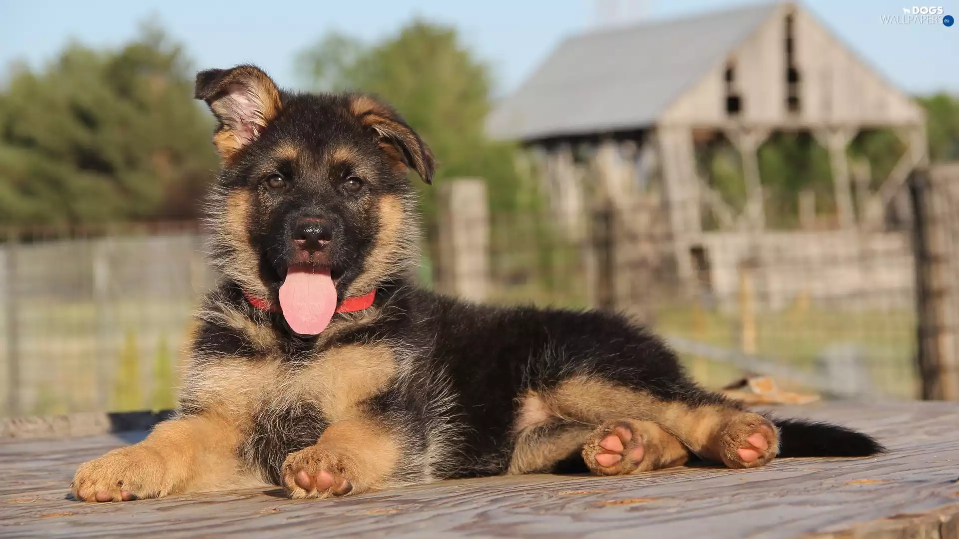 Puppy, Hung, tongue, German Shepherd