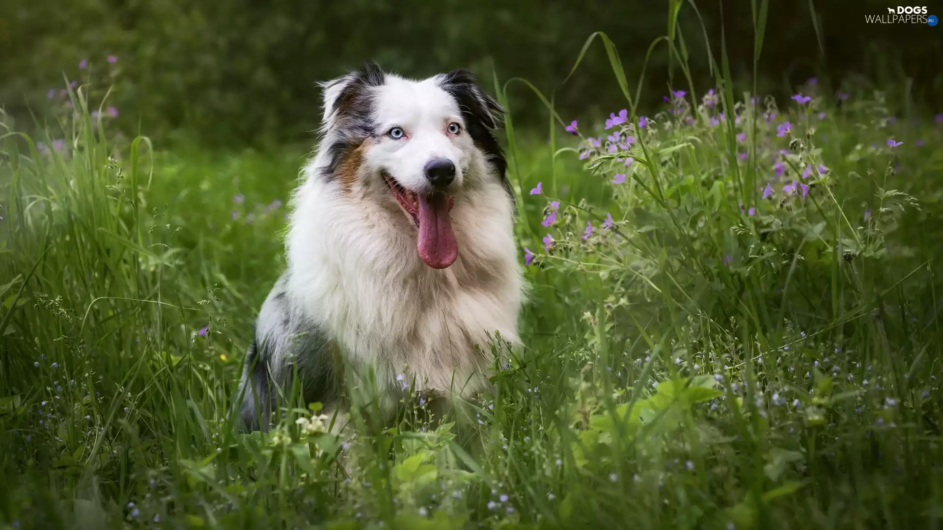 dog, Hung, Tounge, Australian Shepherd