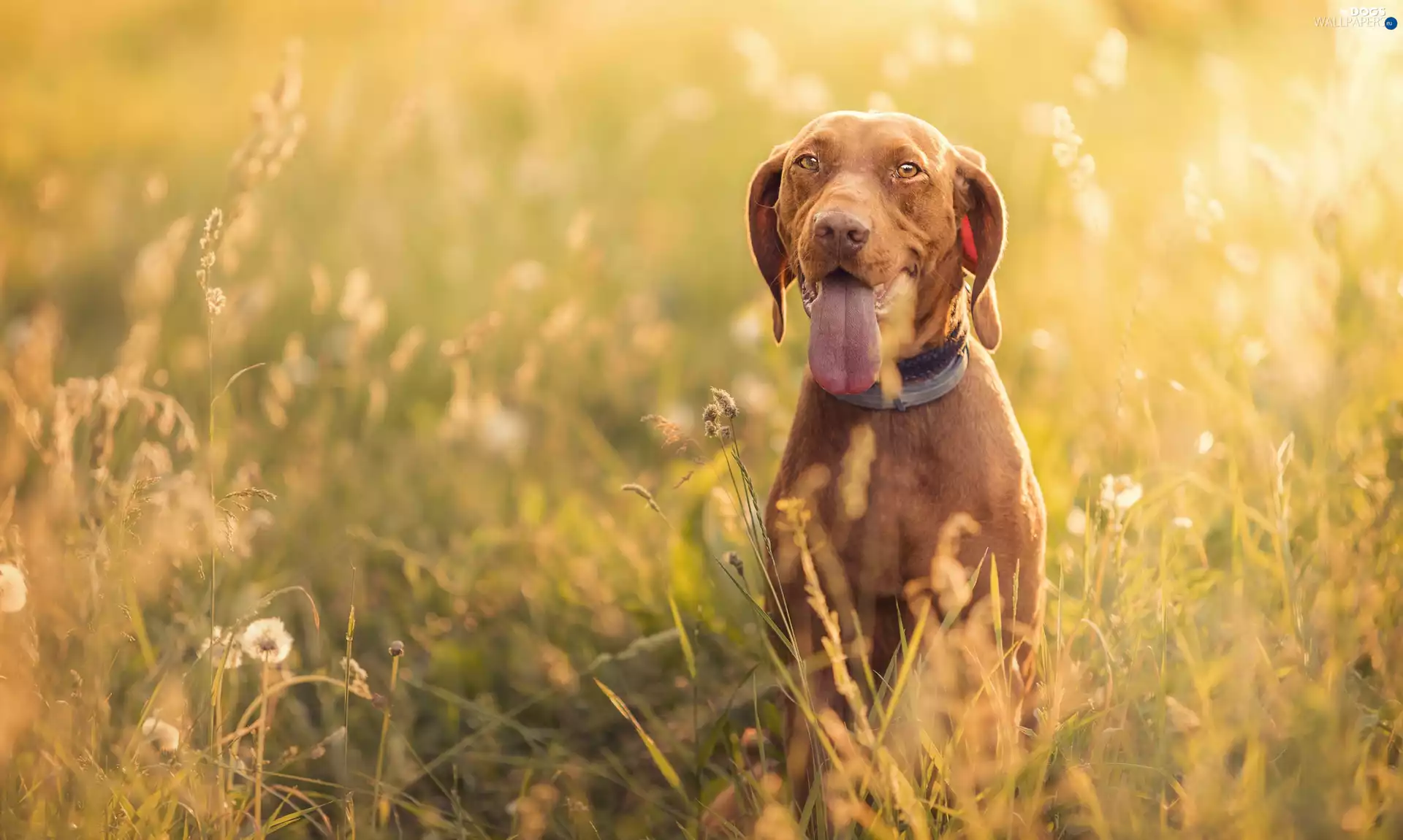 dog, muzzle, Meadow, Hungarian Shorthaired Pointer