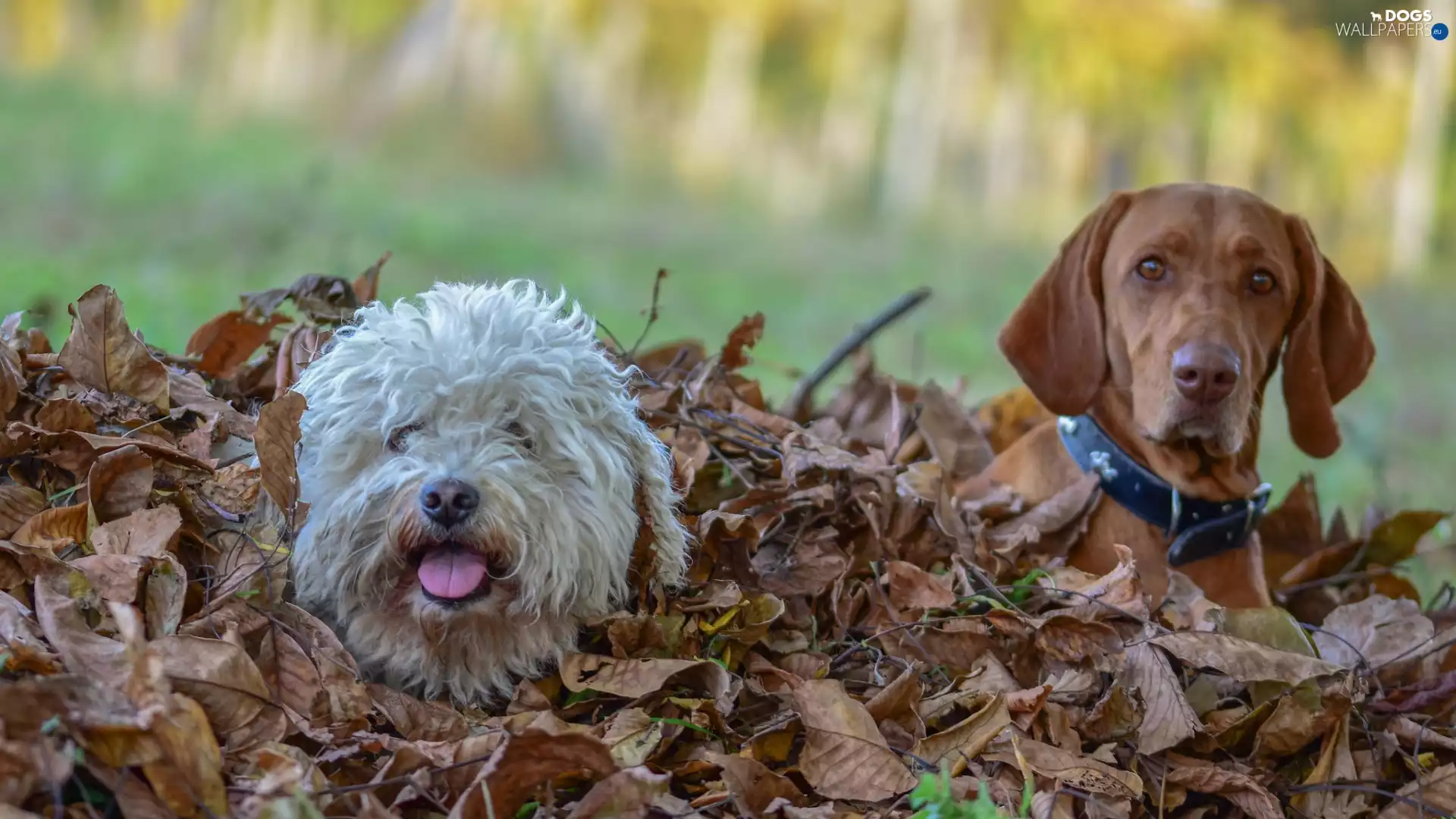 Two cars, Puli, Hungarian Shorthaired Pointer, Dogs