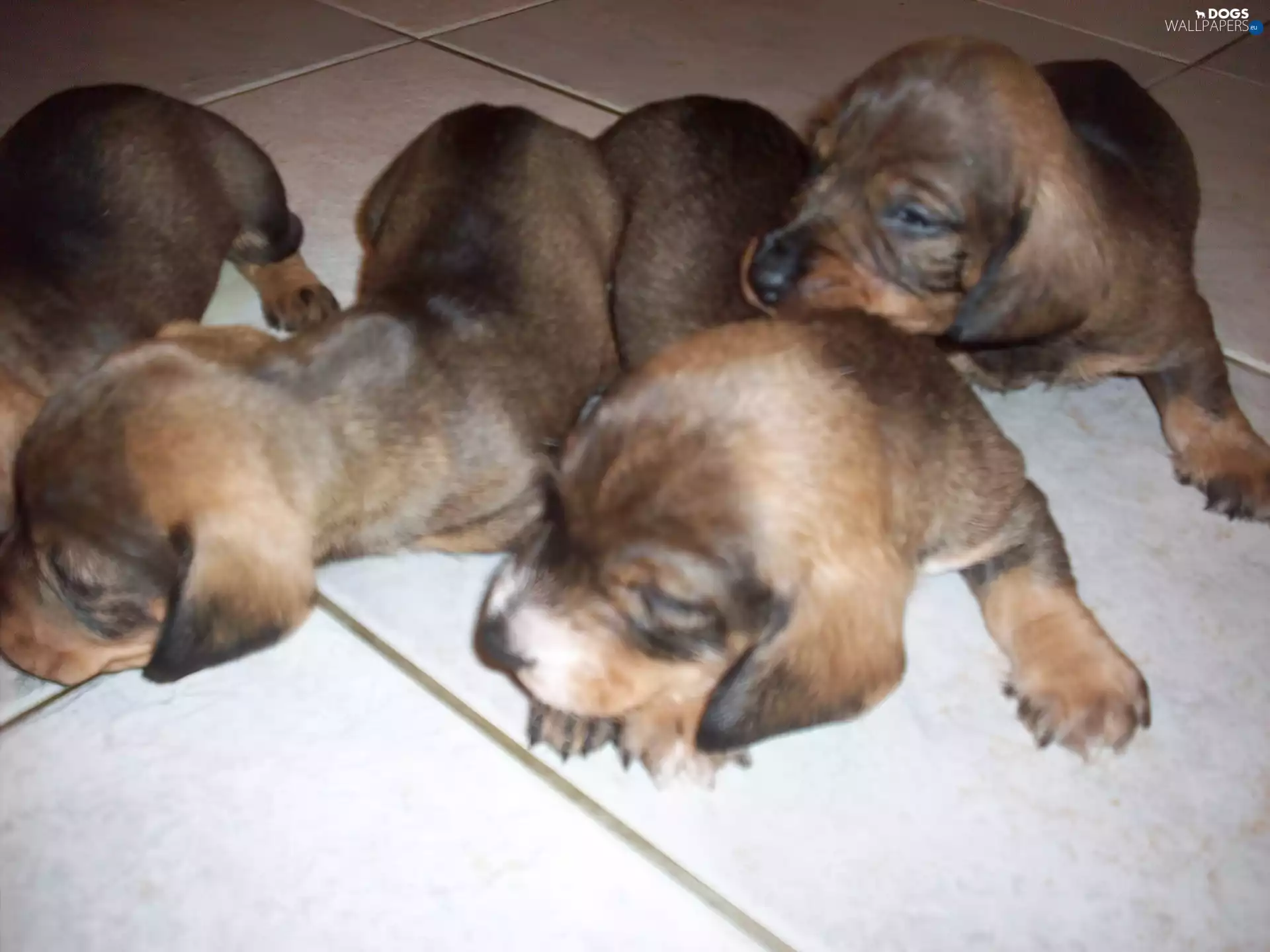 Haired Pointing Dog Hungarian, sweet, puppies