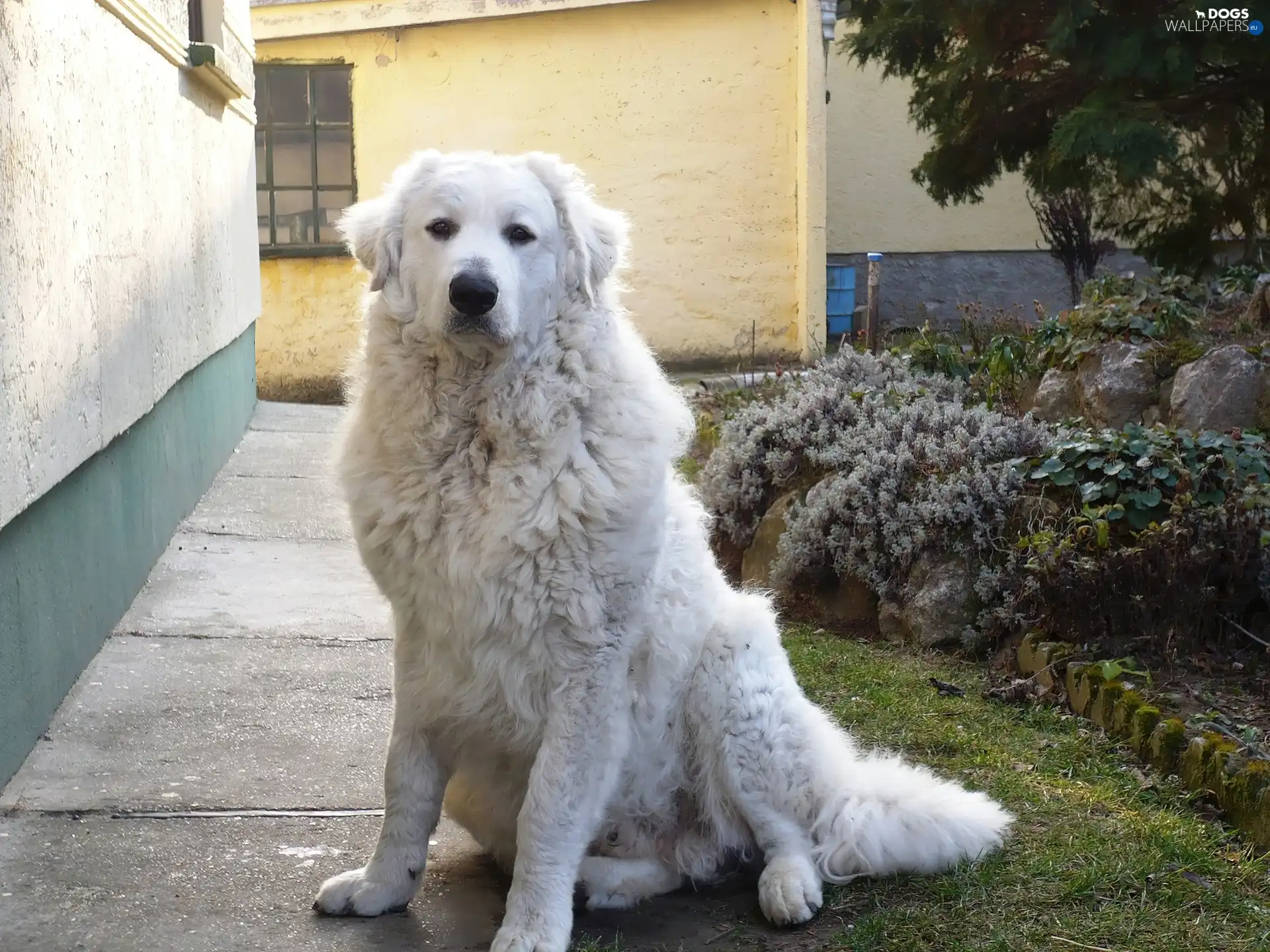 Shepherd Hungarian Kuvasz