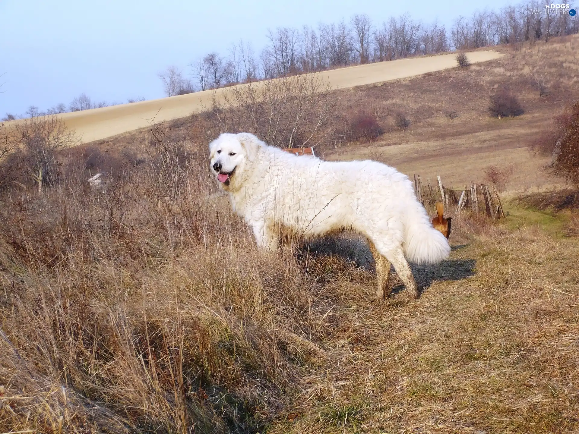 Shepherd Hungarian Kuvasz