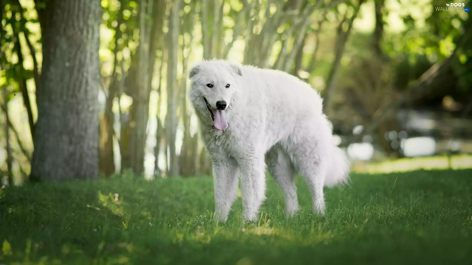 trees, viewes, Shepherd Hungarian Kuvasz, grass, dog