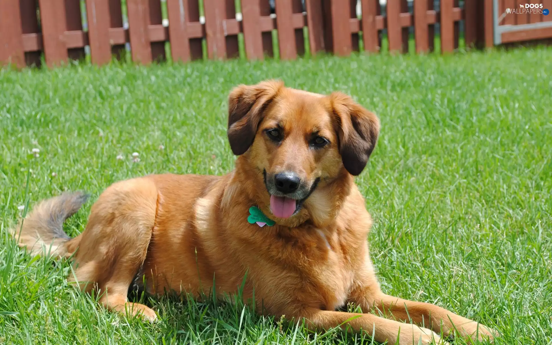 grass, Hurdle, Broholmer, Tounge, dog