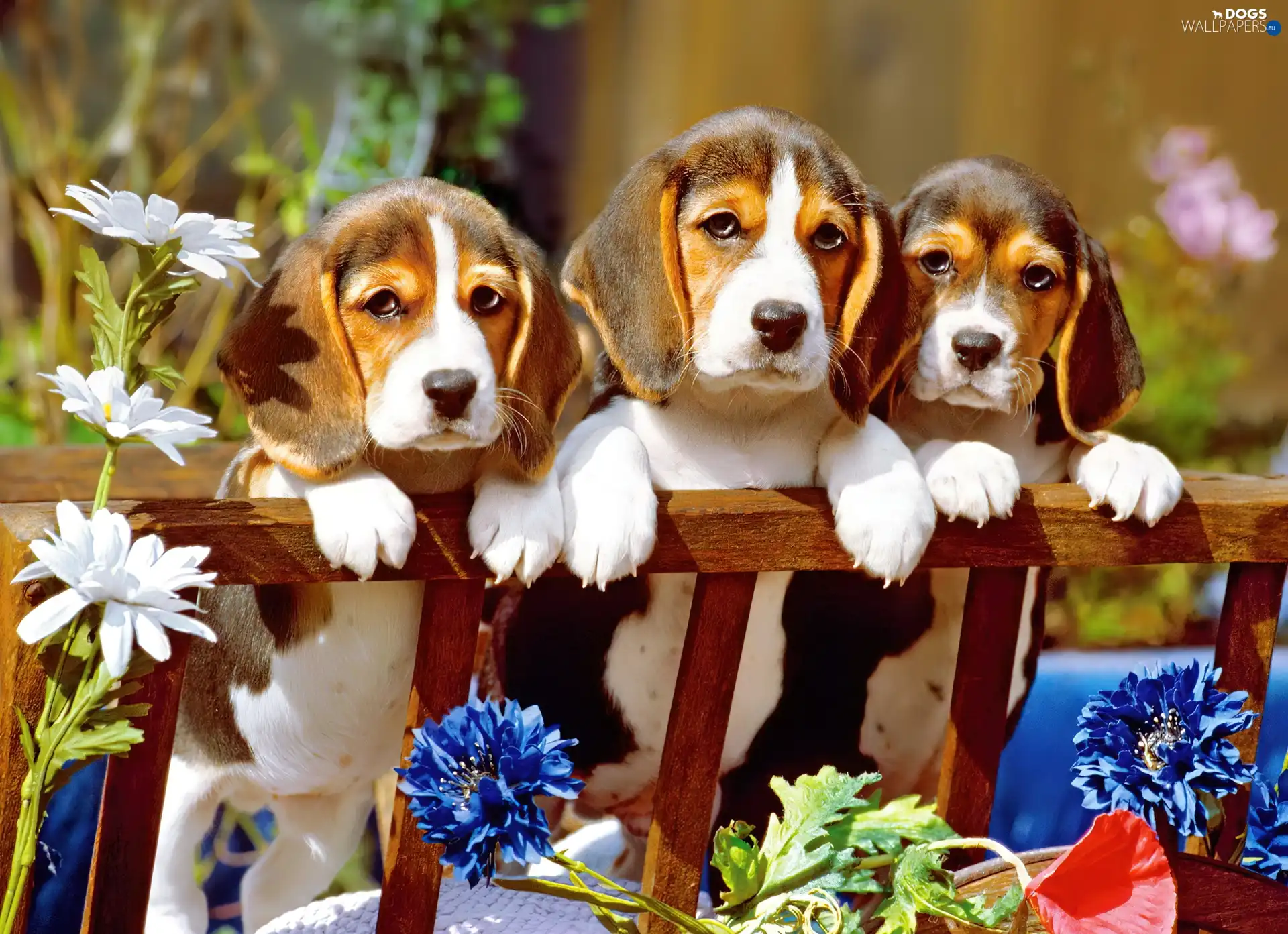 Puppies, Hurdle, Three