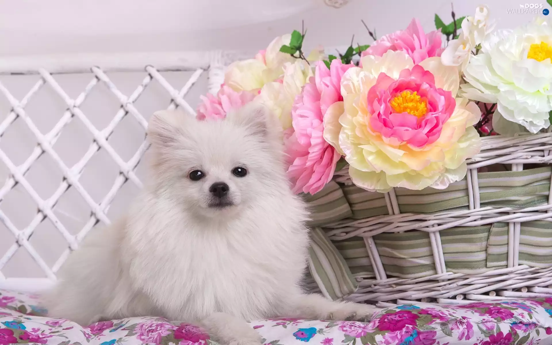 basket, Toy Spitz, Peonies, White, dog, Flowers, Hurdle