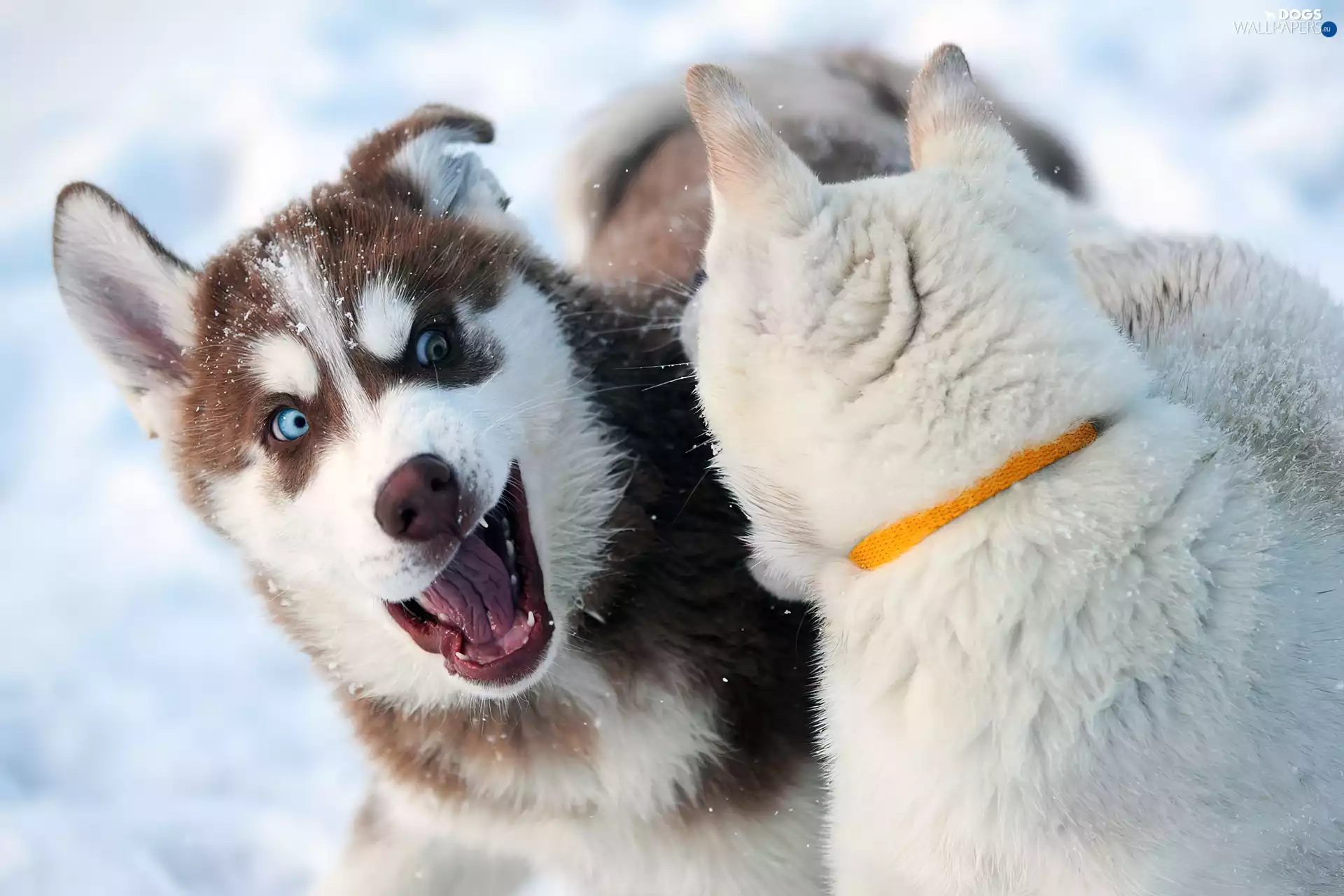 Siberian Husky, an, snow, play