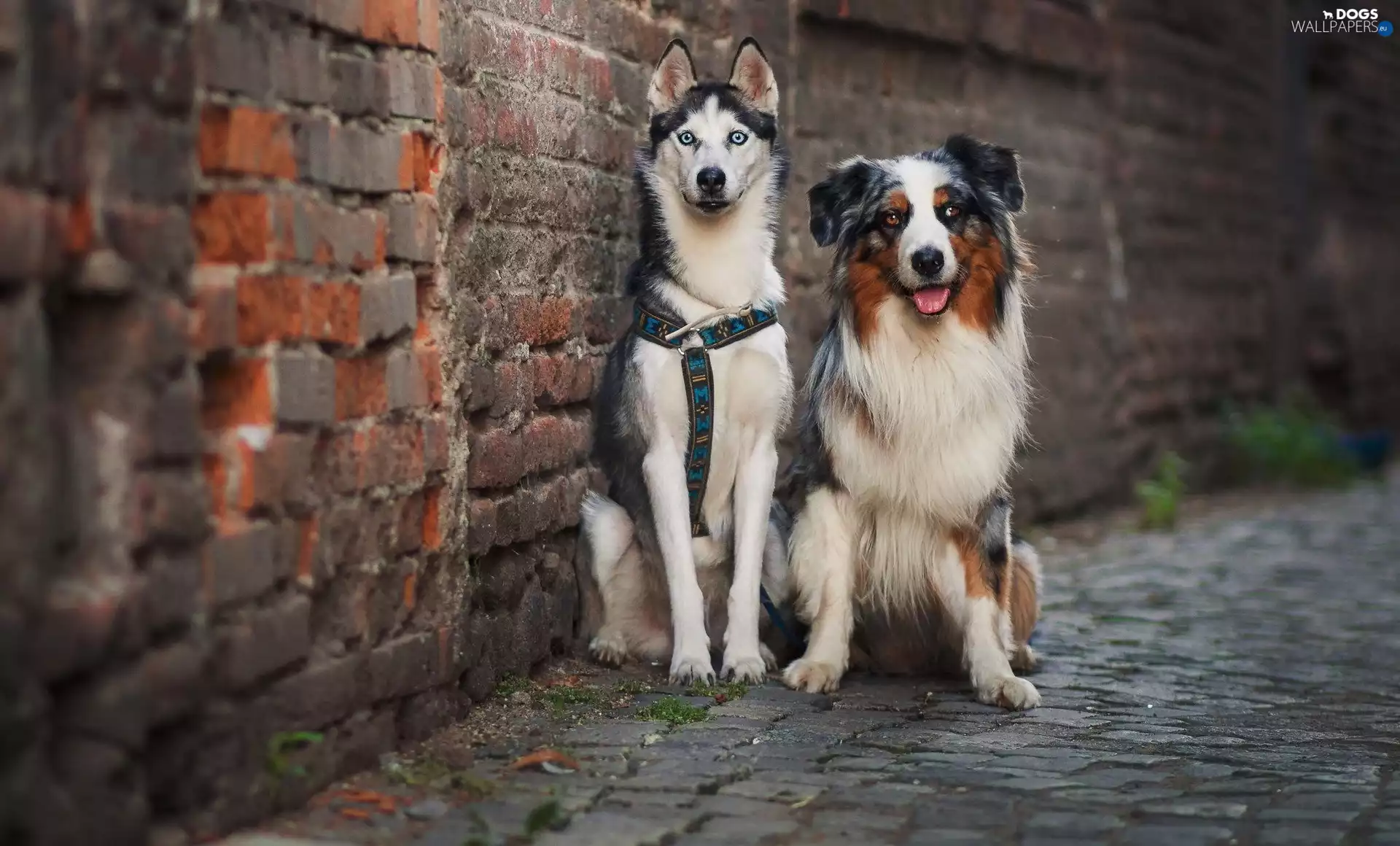 Australian Shepherd, Siberian Husky