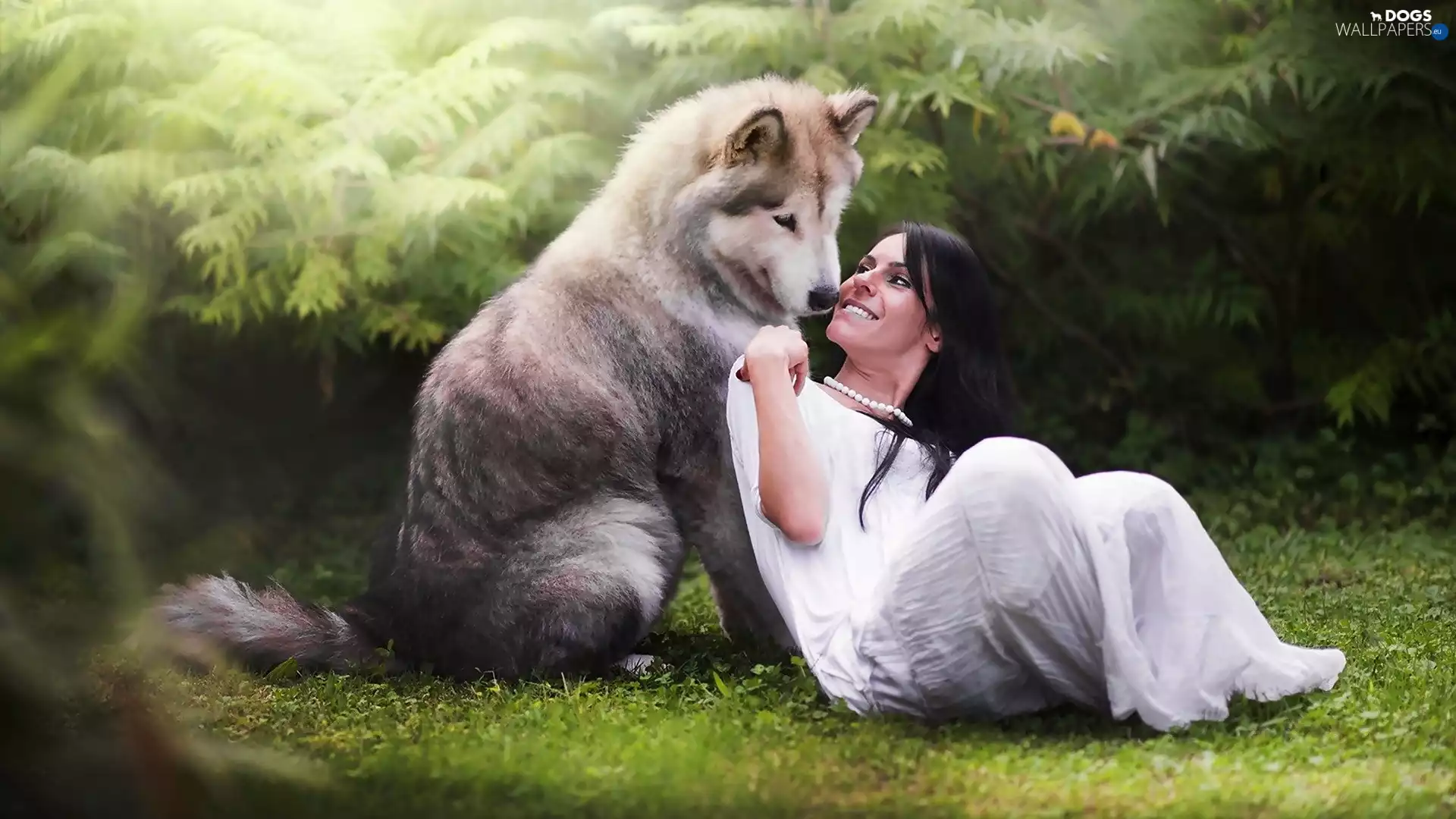 brunette, dog, Siberian Husky