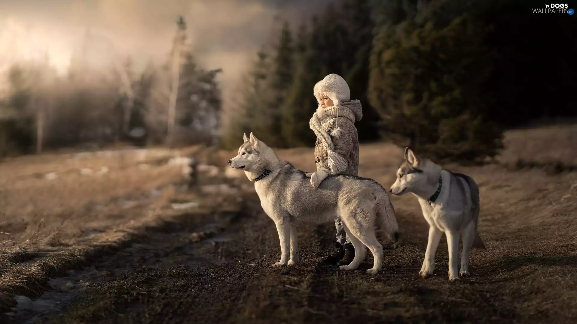 Kid, Dogs, Siberian Husky, Two cars