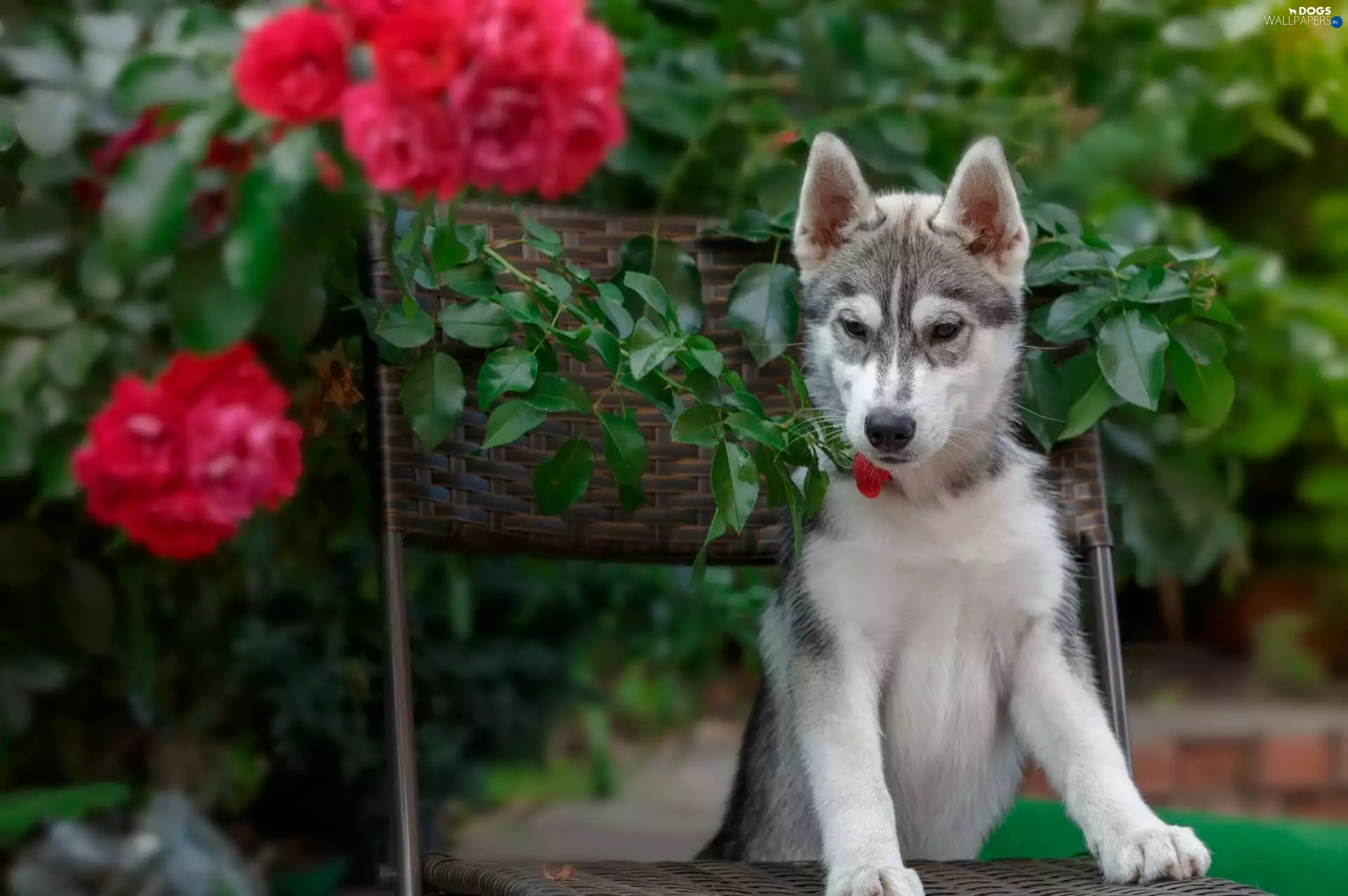 Chair, dog, Siberian Husky