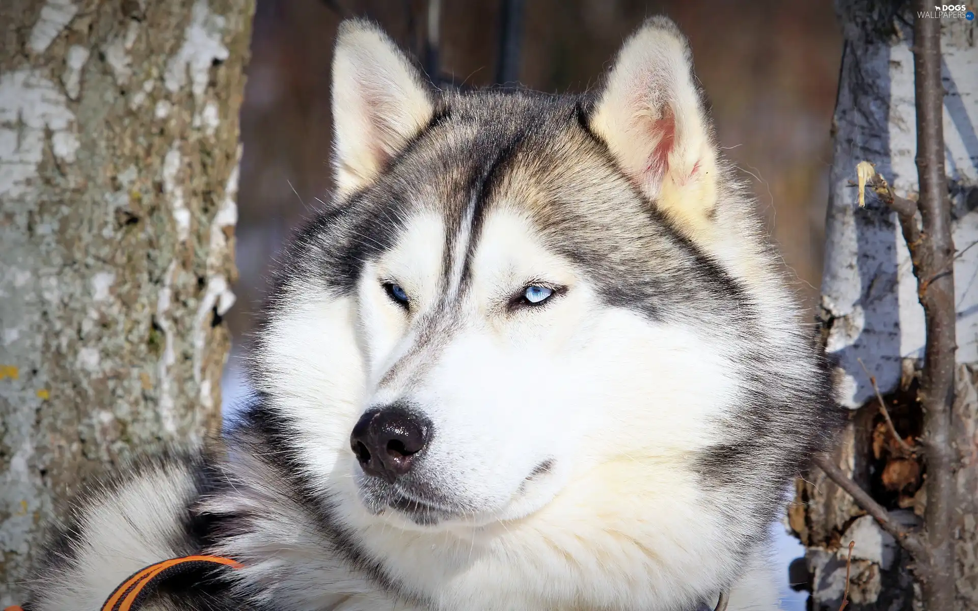 Husky, dog
