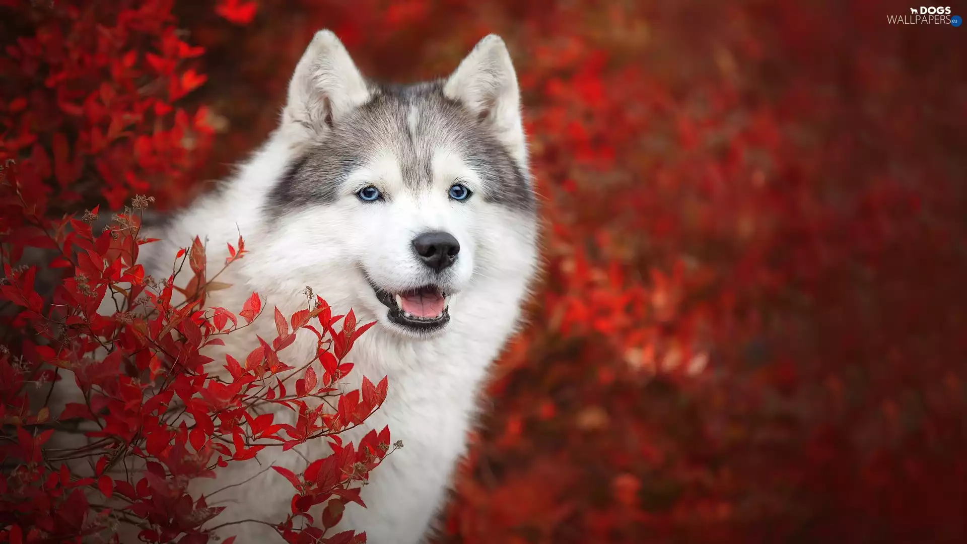 Red, Leaf, Siberian Husky, Bush, dog