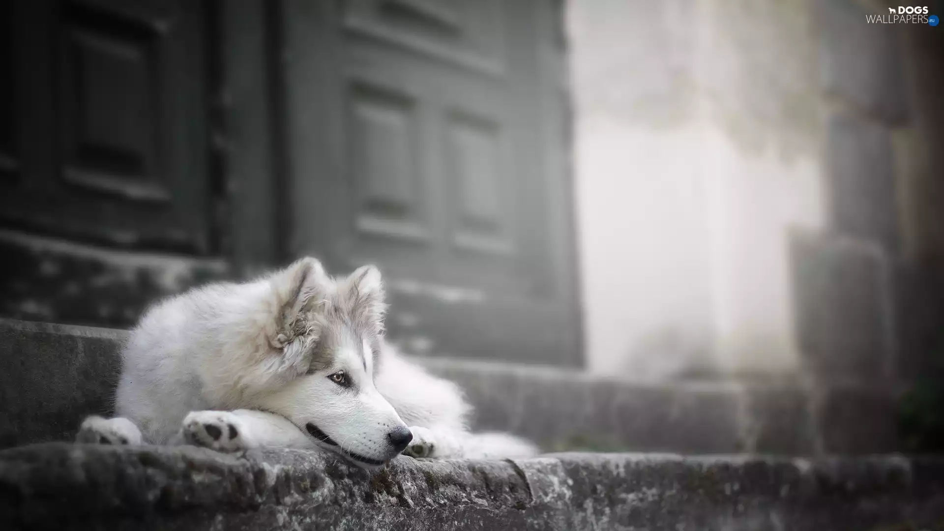 Stairs, Doors, Siberian Husky, muzzle, dog