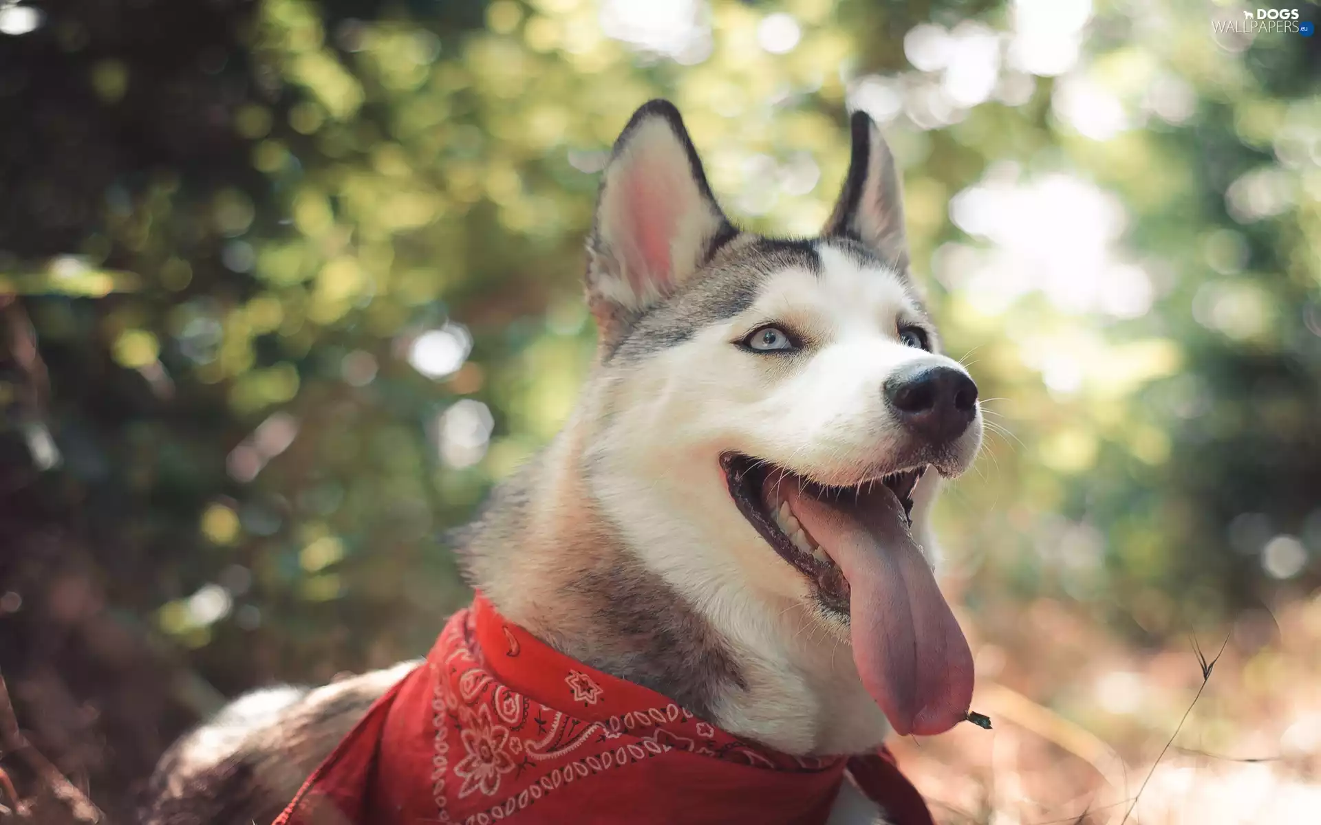 Tounge, Bandana, Siberian Husky, mouth, dog
