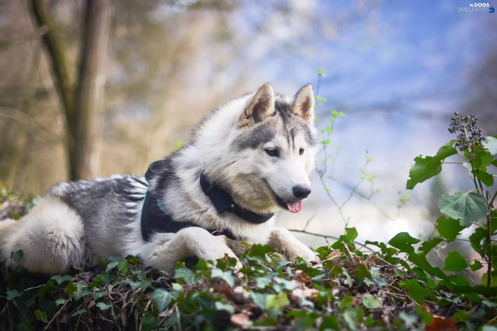 viewes, Leaf, Siberian Husky, trees, dog