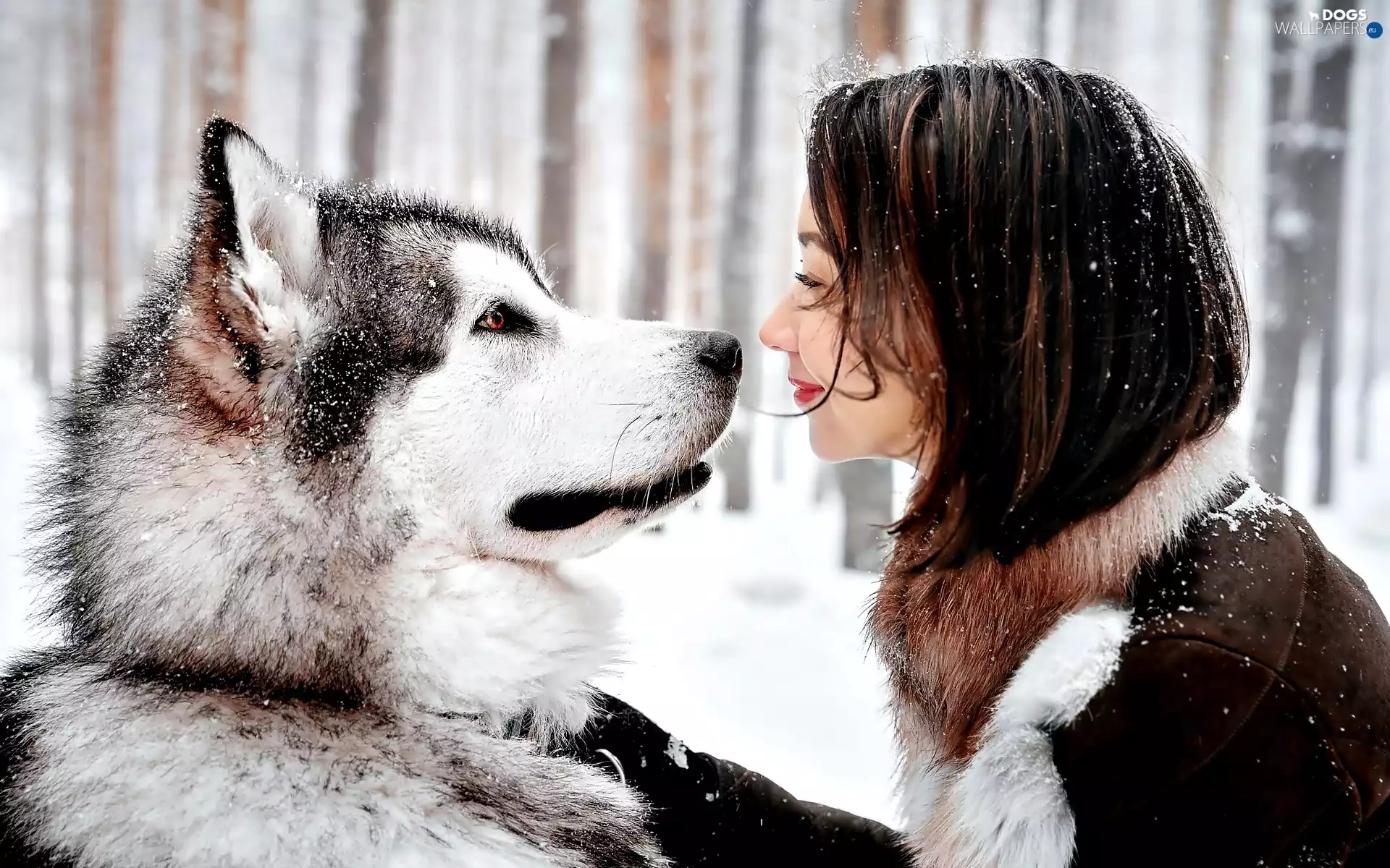 dog, Women, snow, Husky