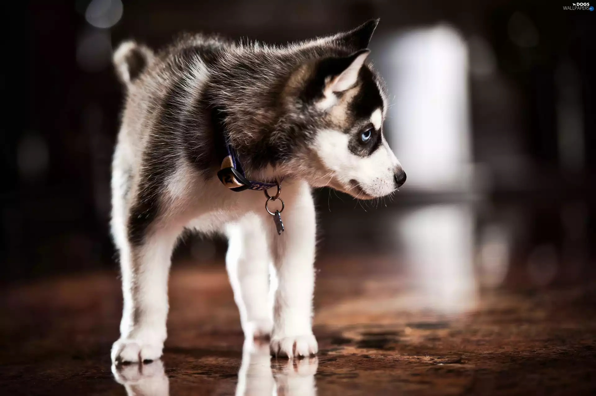 Husky, honeyed, doggie