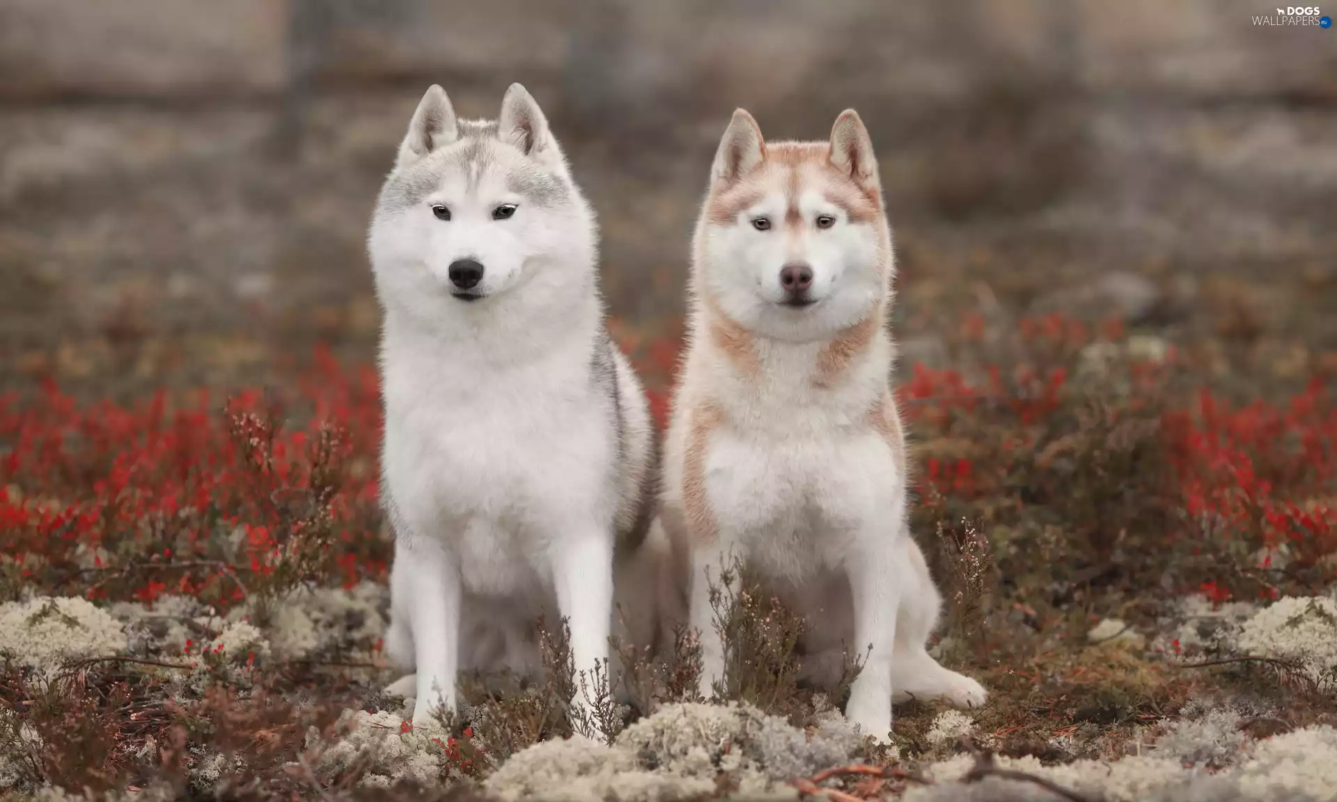 Two cars, Siberian Husky, Plants, Dogs