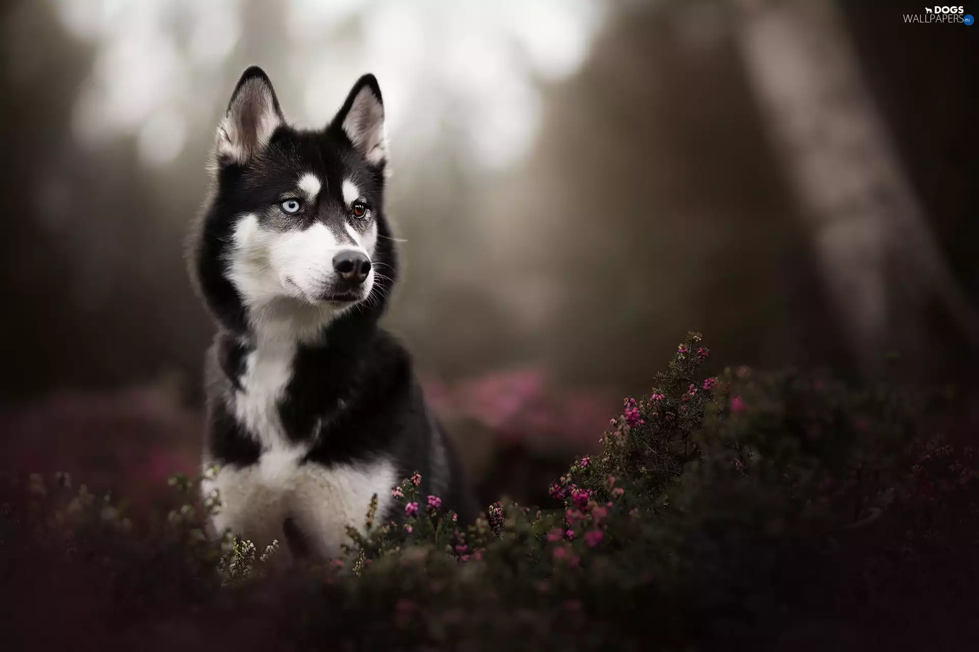 Flowers, dog, Siberian Husky
