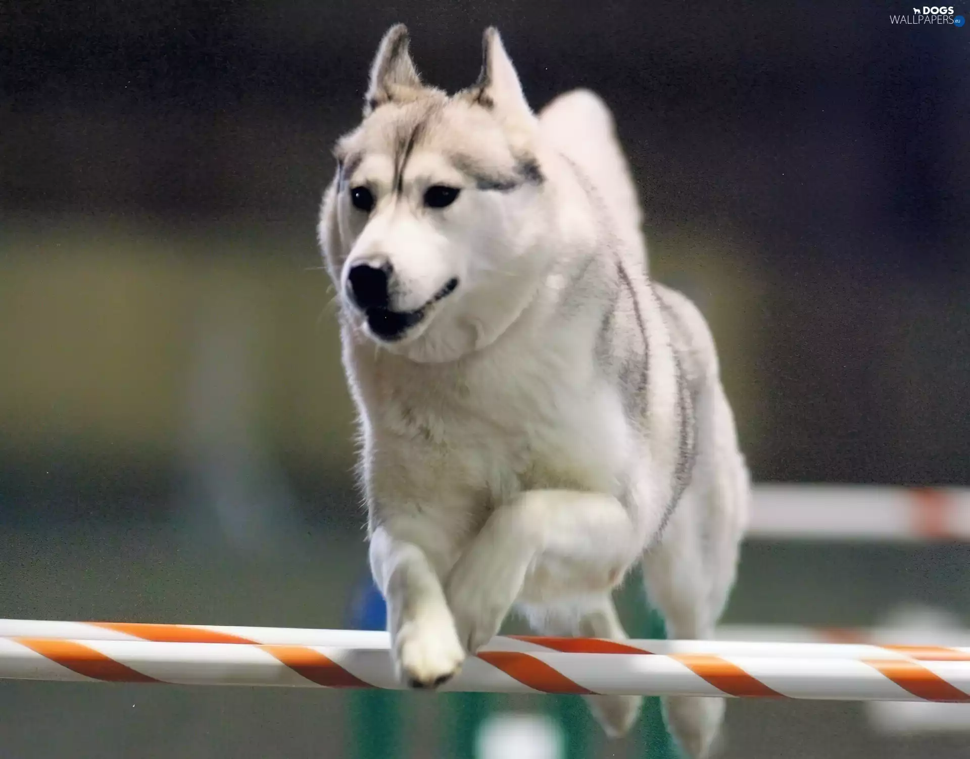 Hurdle, White, Siberian Husky