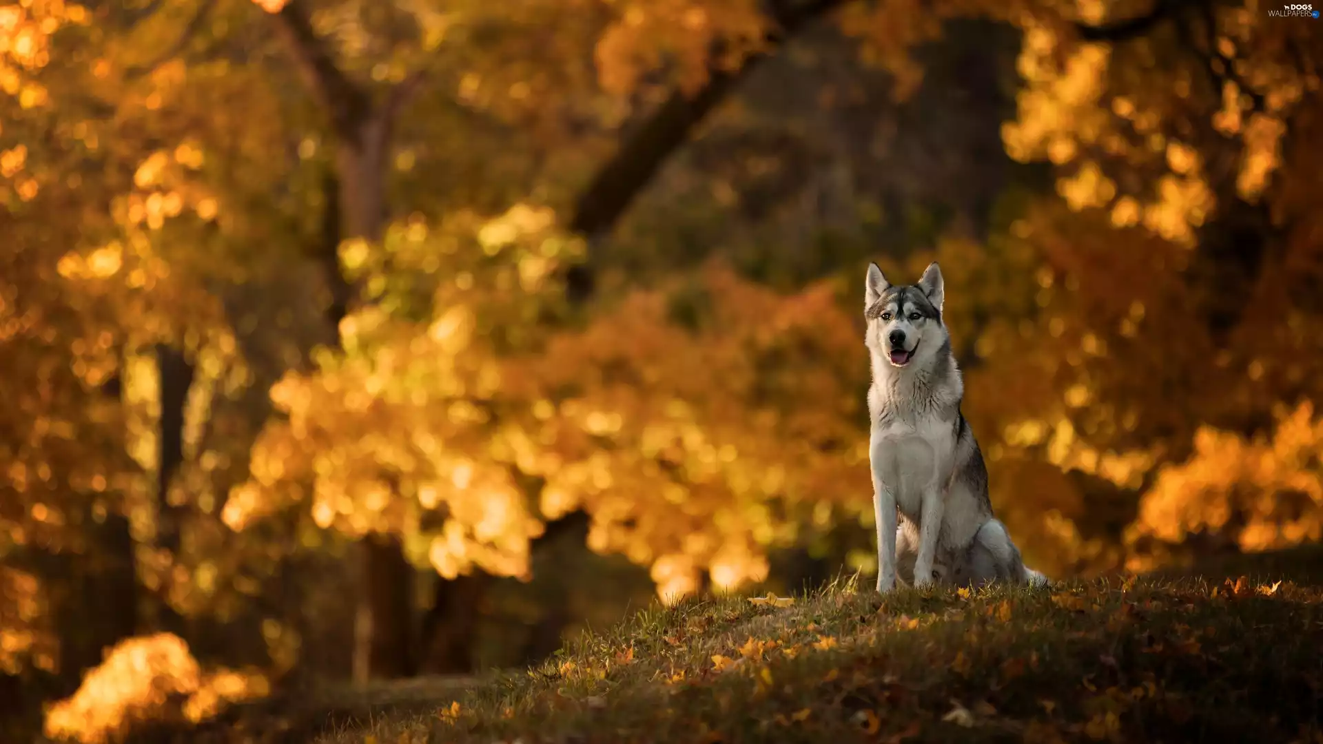 dog, car in the meadow, Park, Siberian Husky