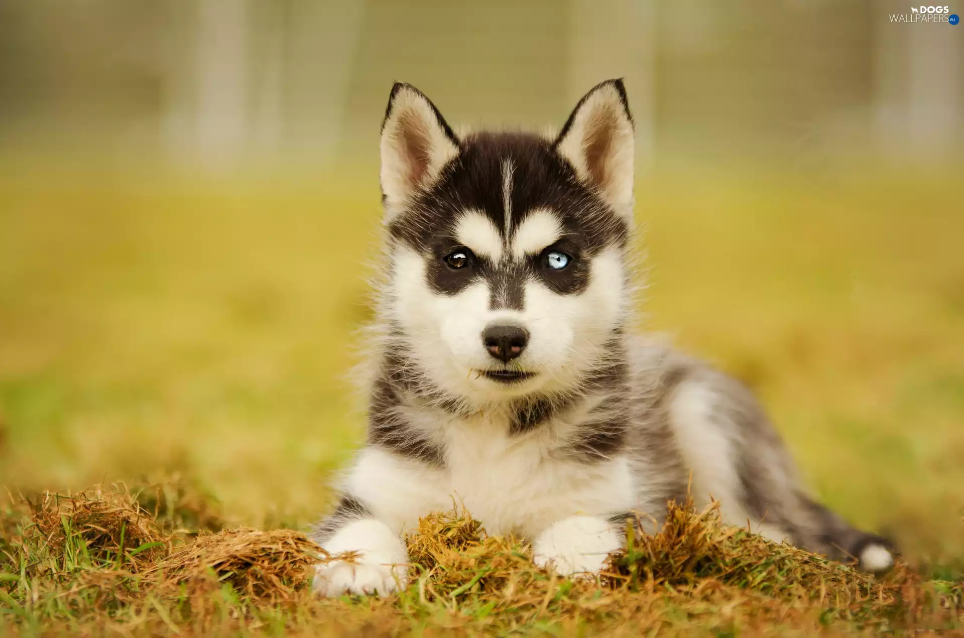 litter, Puppy, Siberian Husky