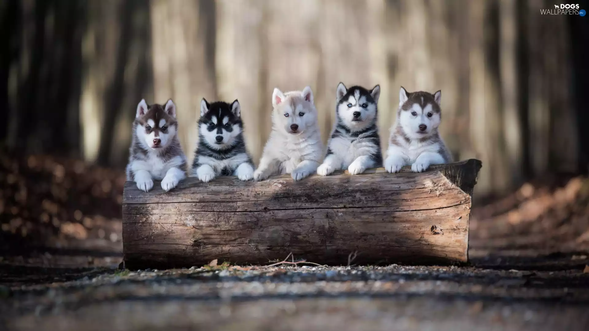 log, puppies, Siberian Husky