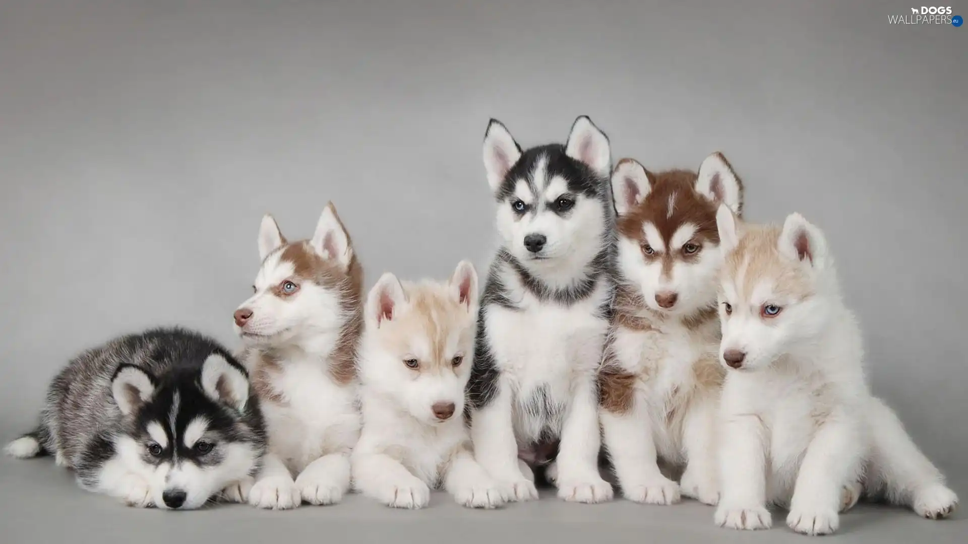 Husky, puppies