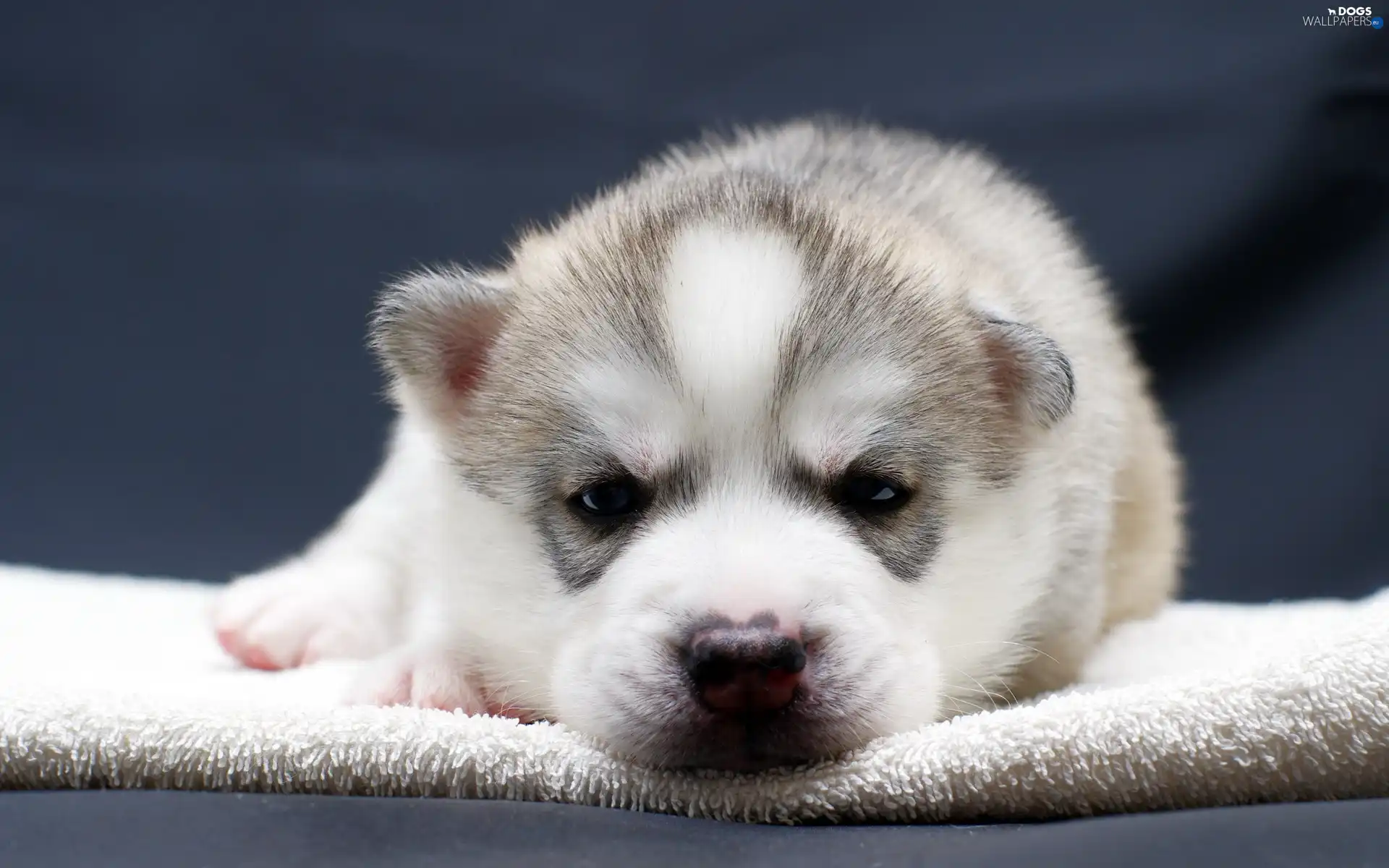 Puppy, Husky, honeyed