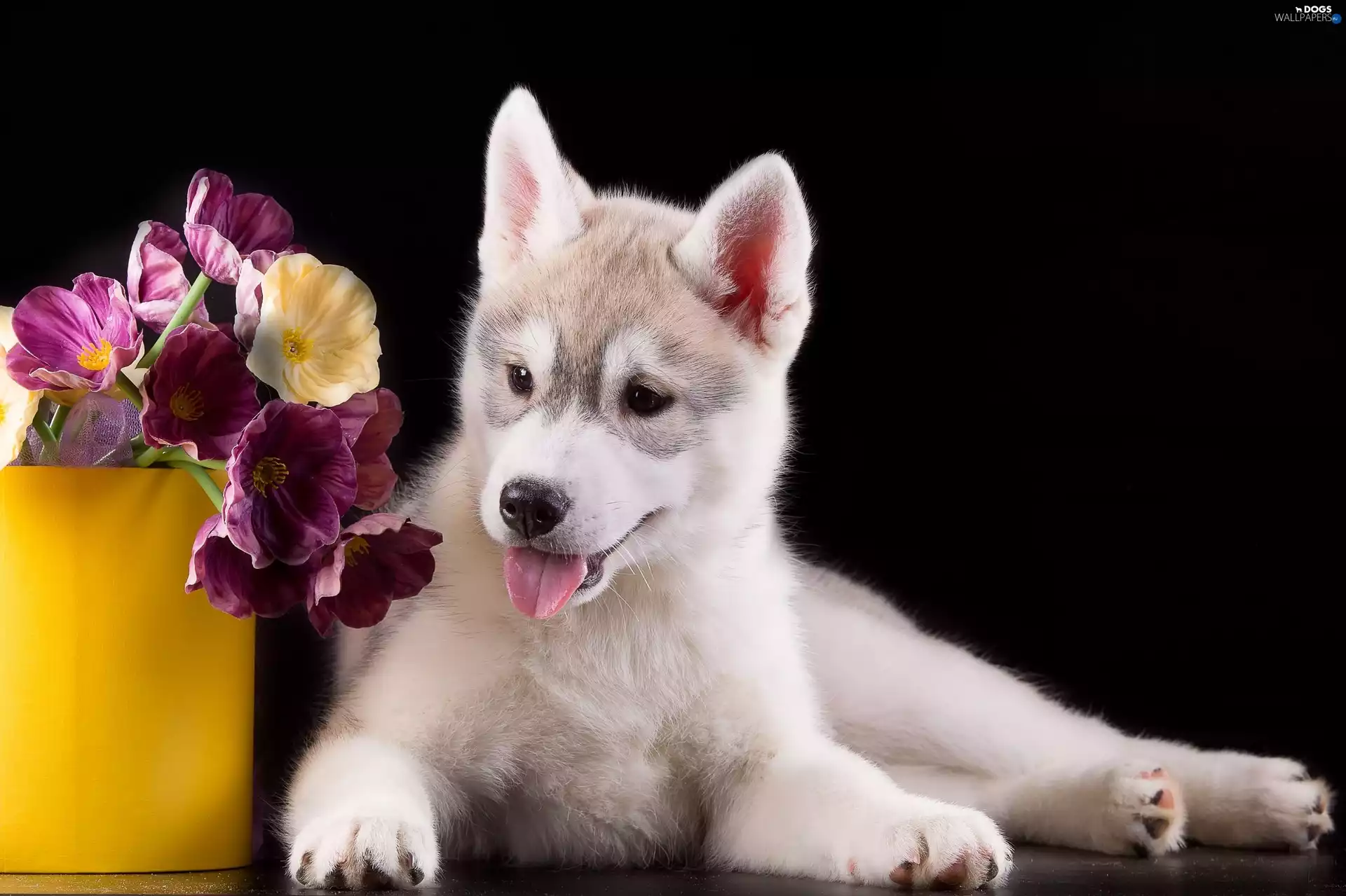 Puppy, dog, Siberian Husky