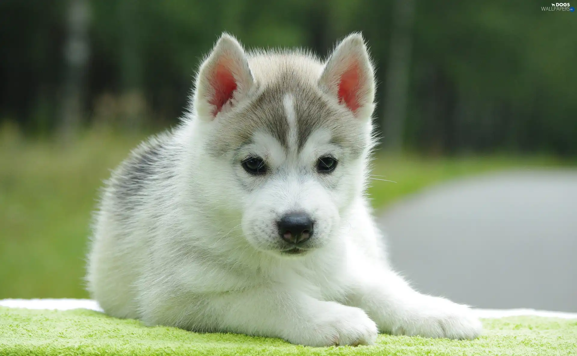 Husky, Puppy