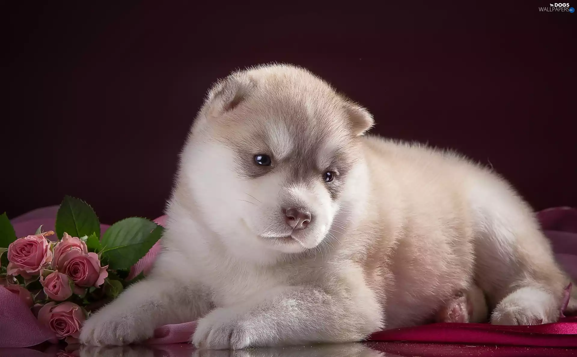 roses, Puppy, Siberian Husky
