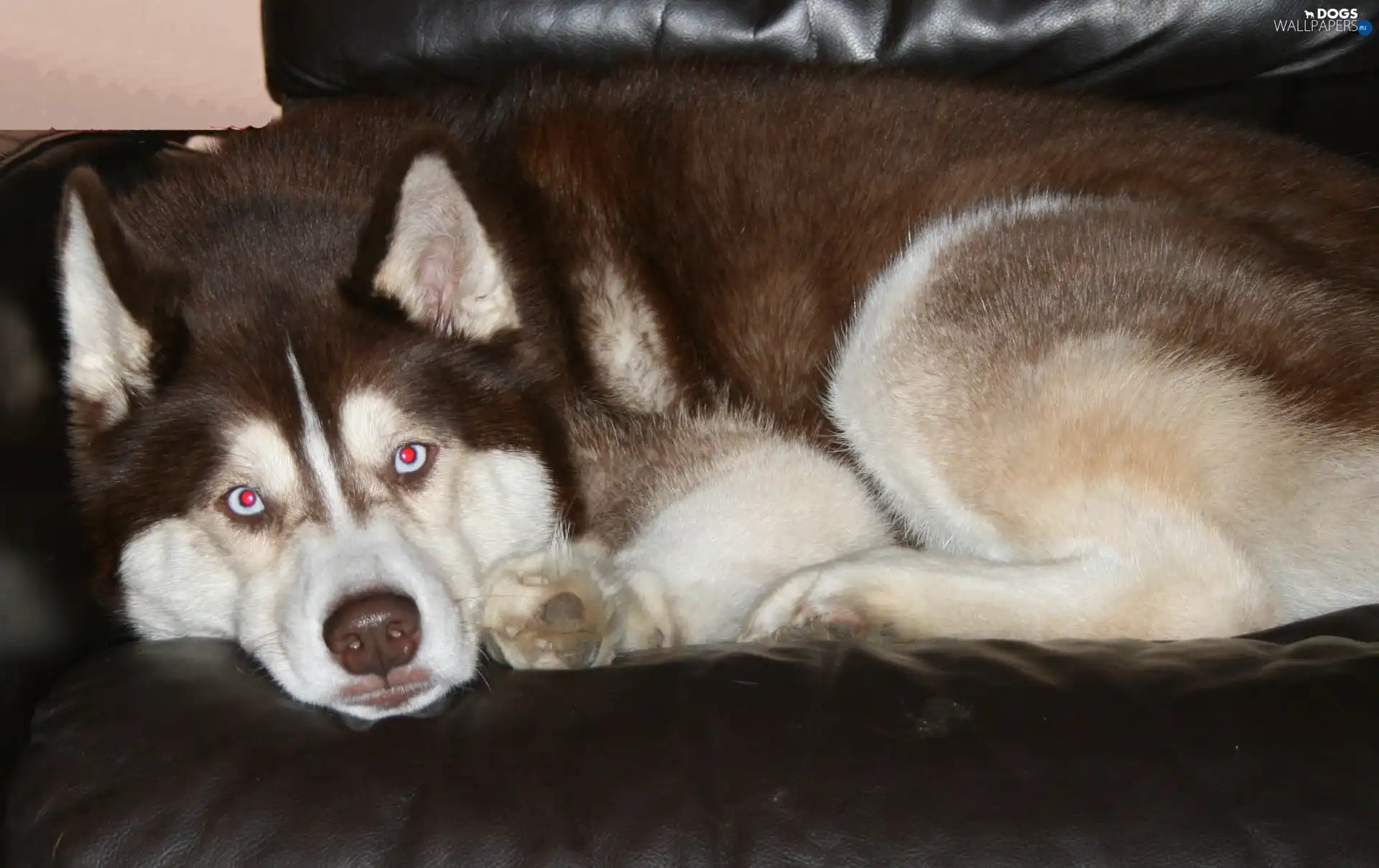 Siberian Husky, Brown