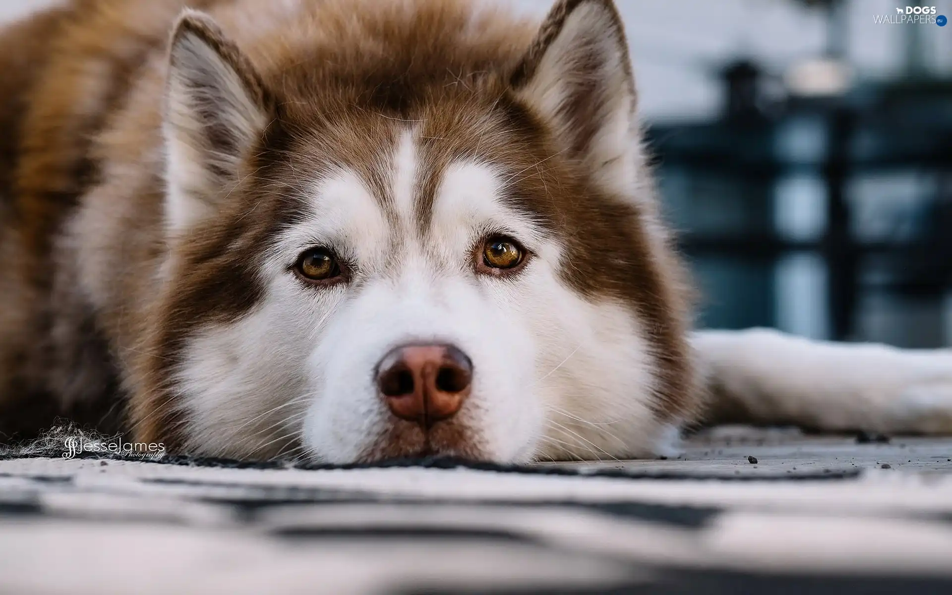 Siberian Husky, doggy