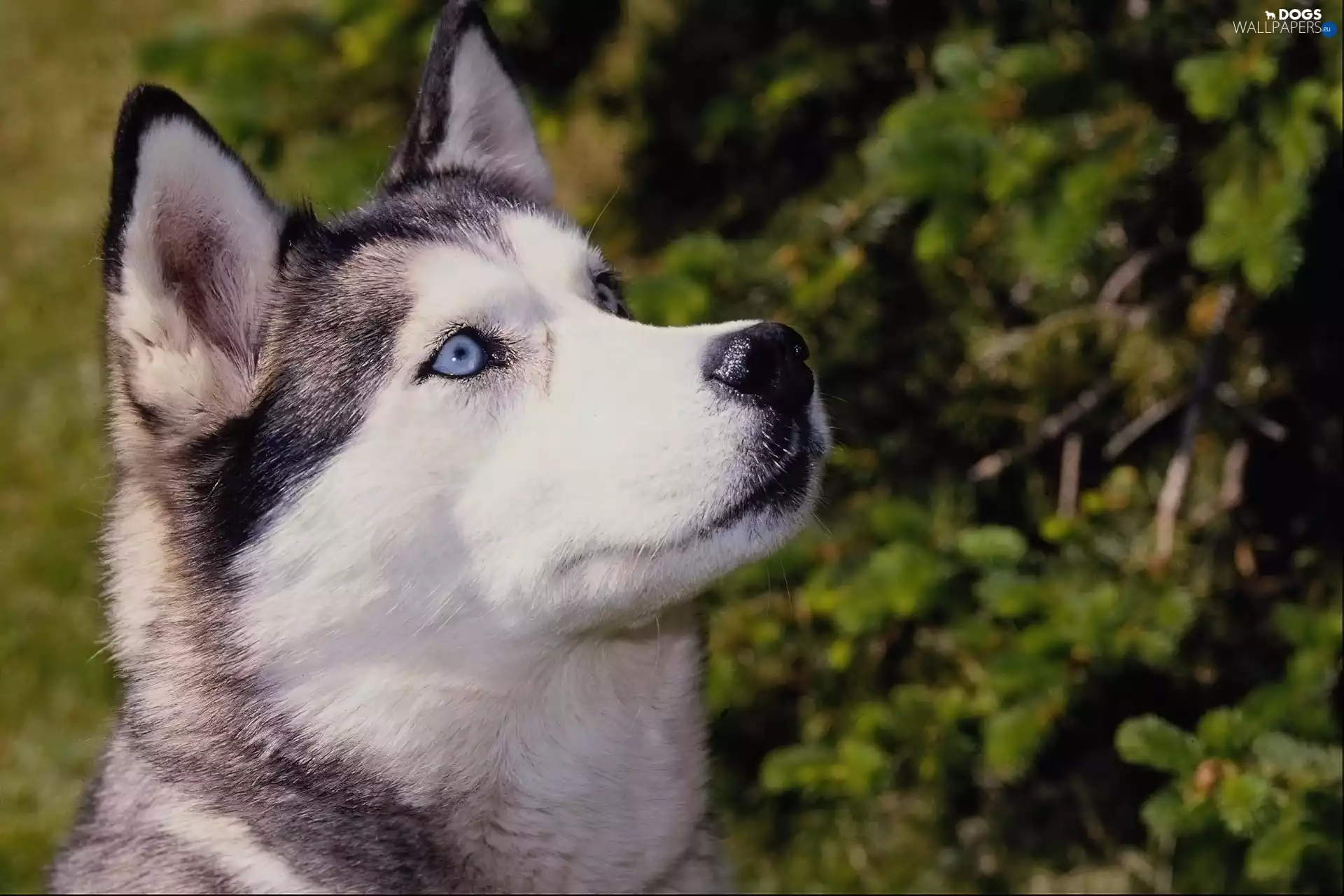 Siberian, Blue, Eyes, Husky