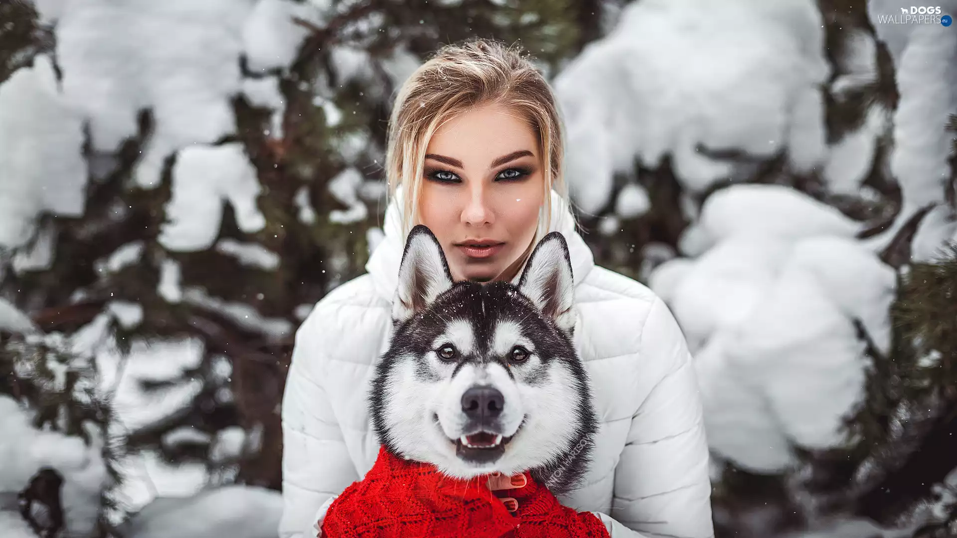 Jacked, girl, Siberian Husky, winter, dog, White