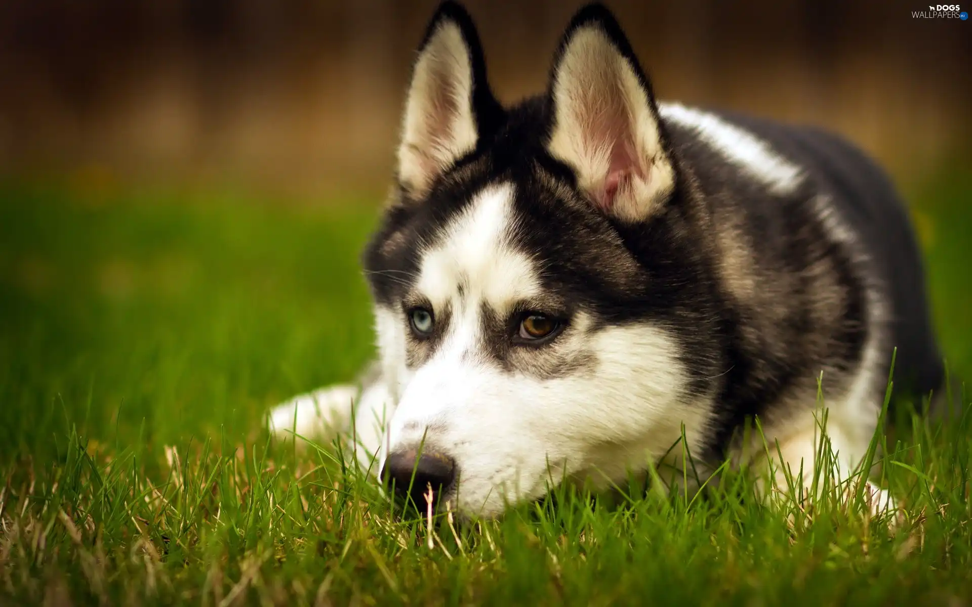Siberian, Husky, grass