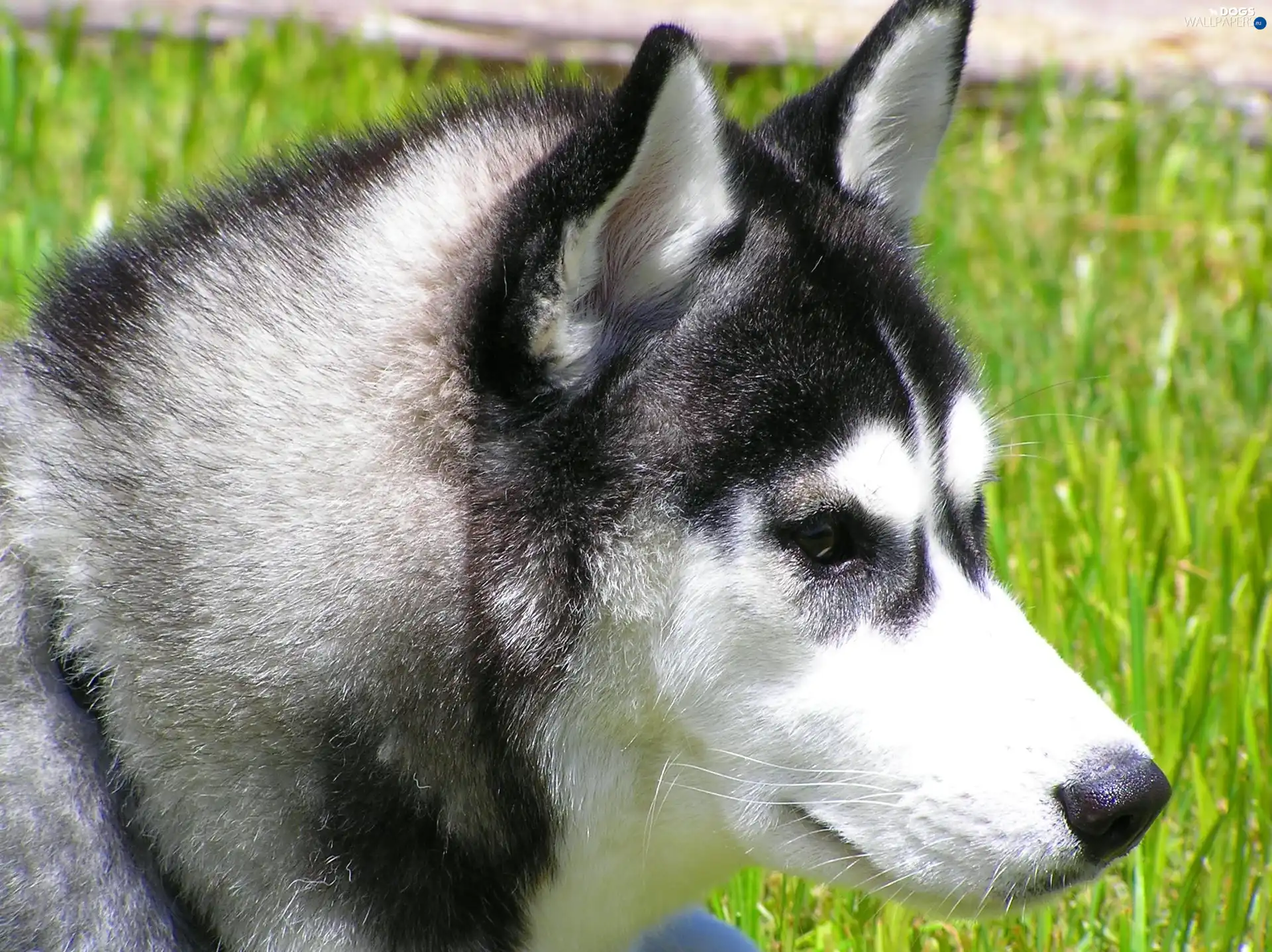 Siberian Husky, Head