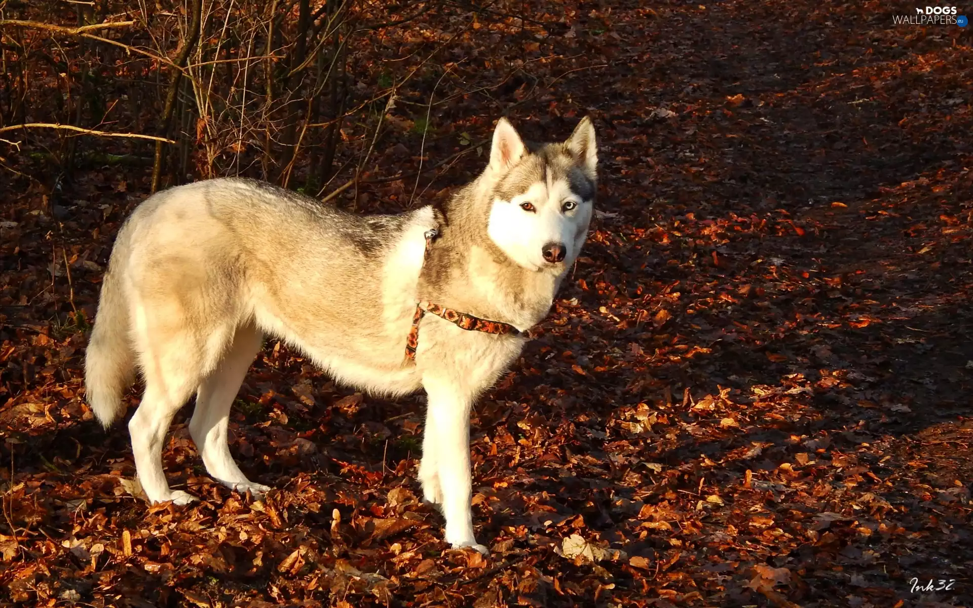 Siberian, dry, Leaf, Husky