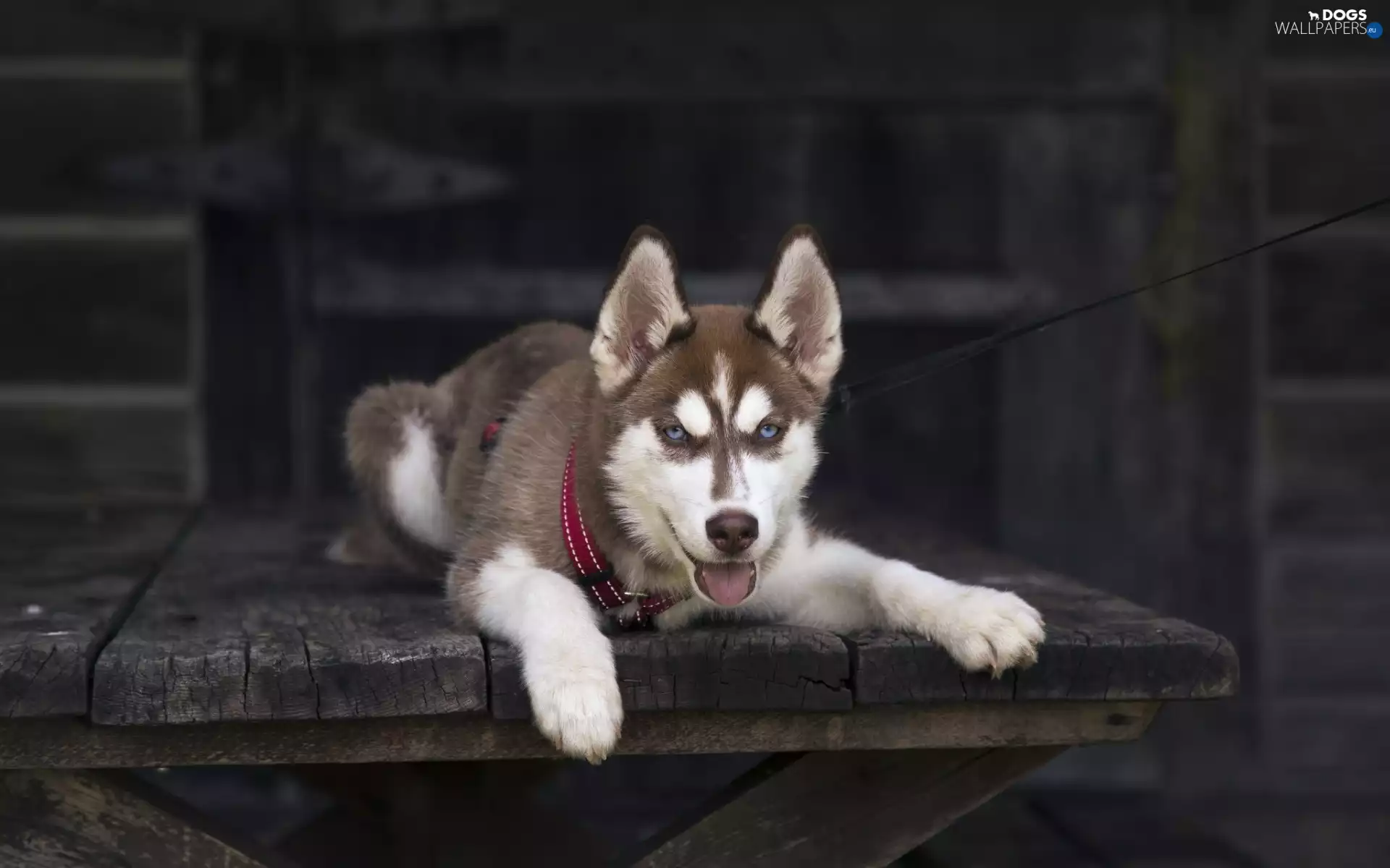 Husky, lying, Siberian