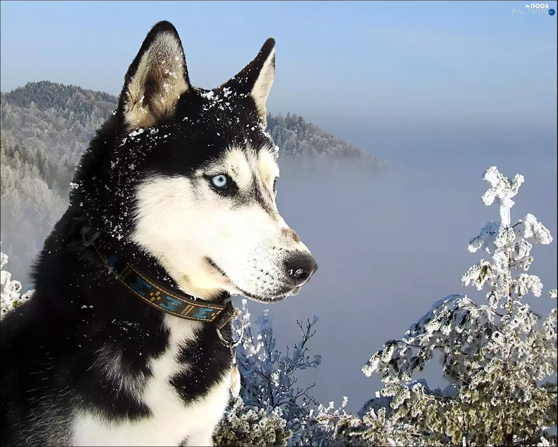 Siberian, snow, Mountains, Husky