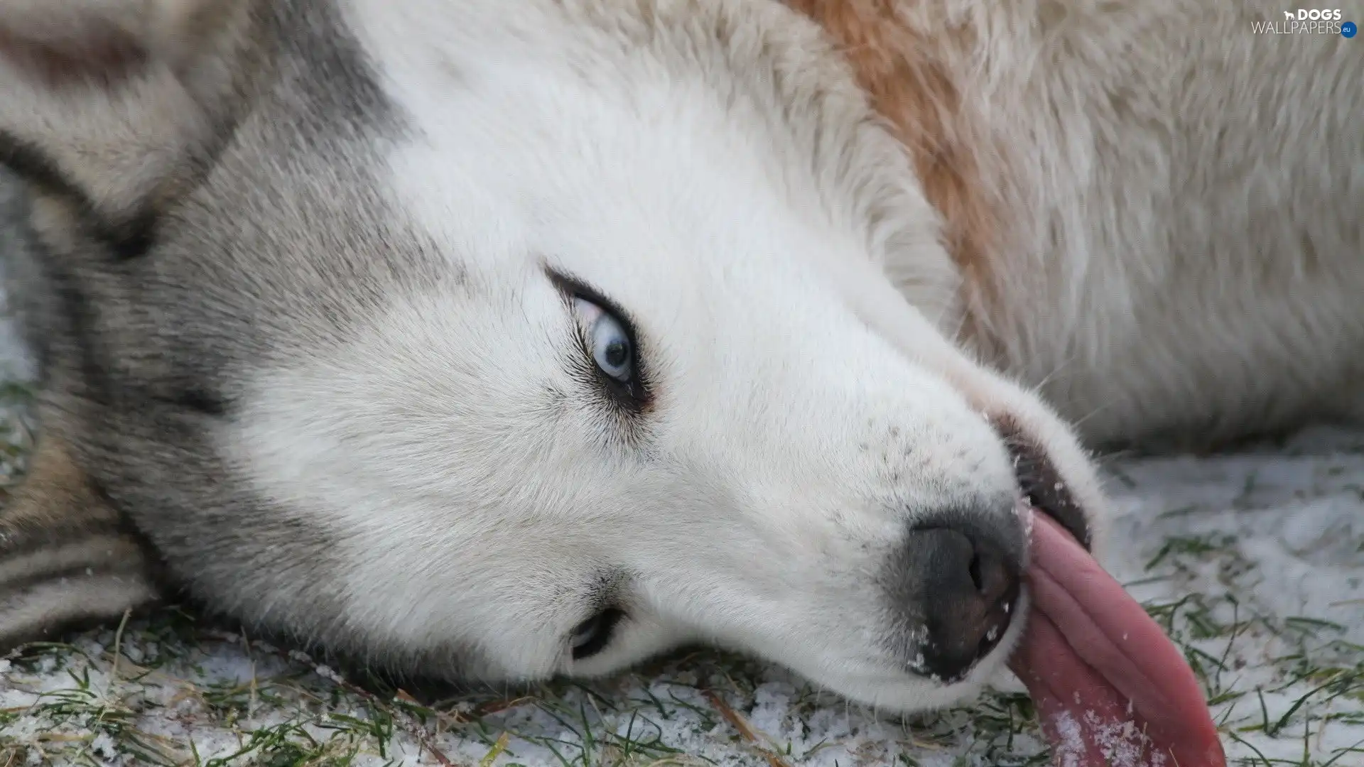Siberian Husky, Tounge
