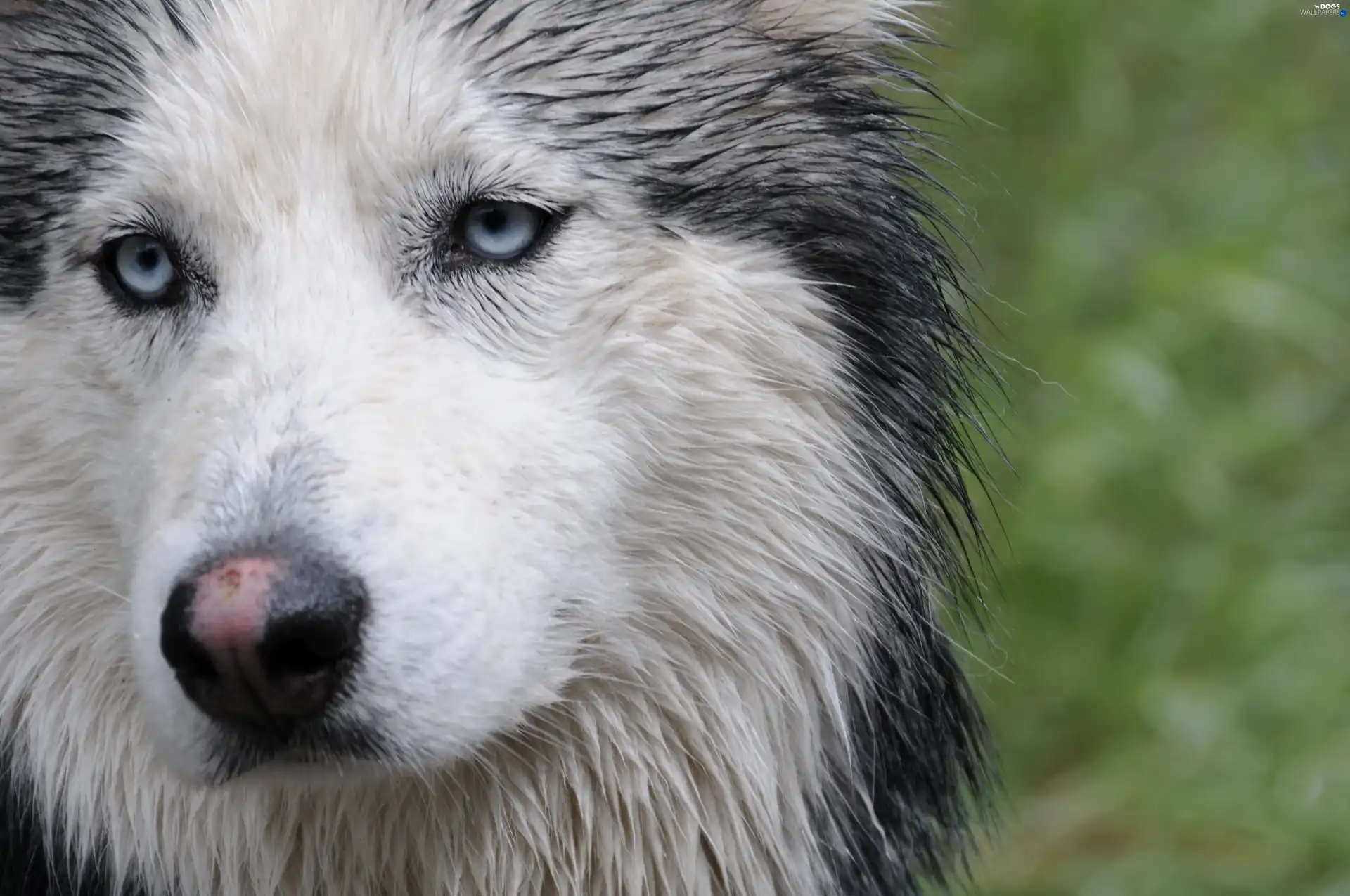 Siberian Husky, wet