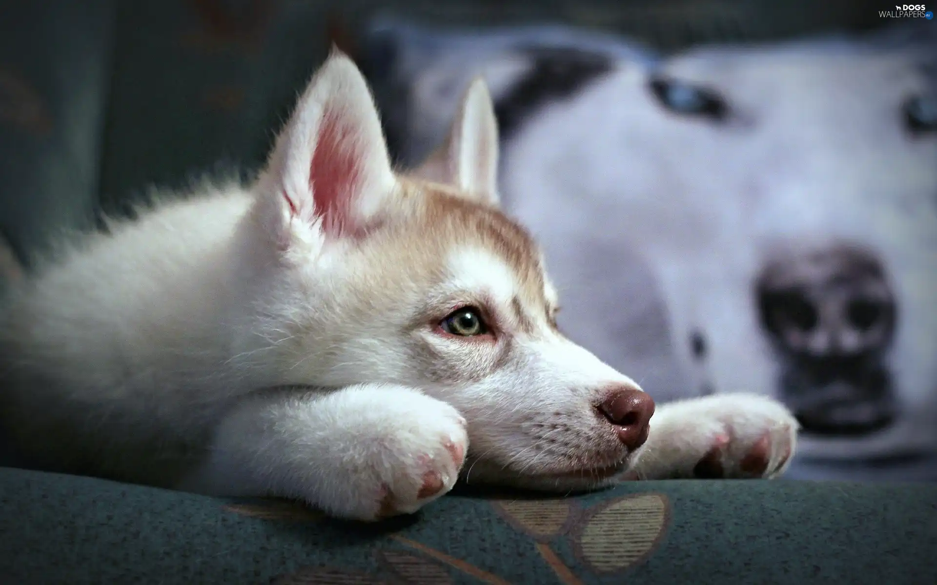 Siberian Husky, young